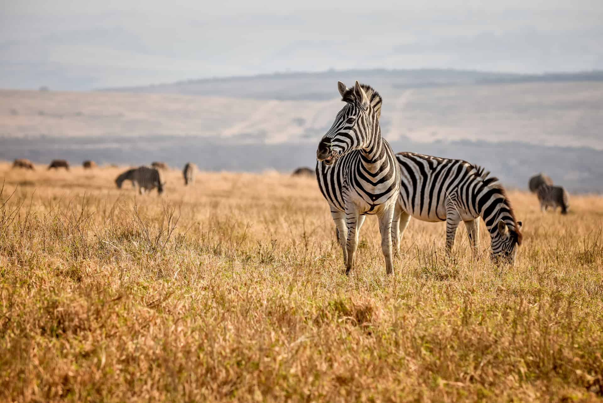 afrique du sud safari