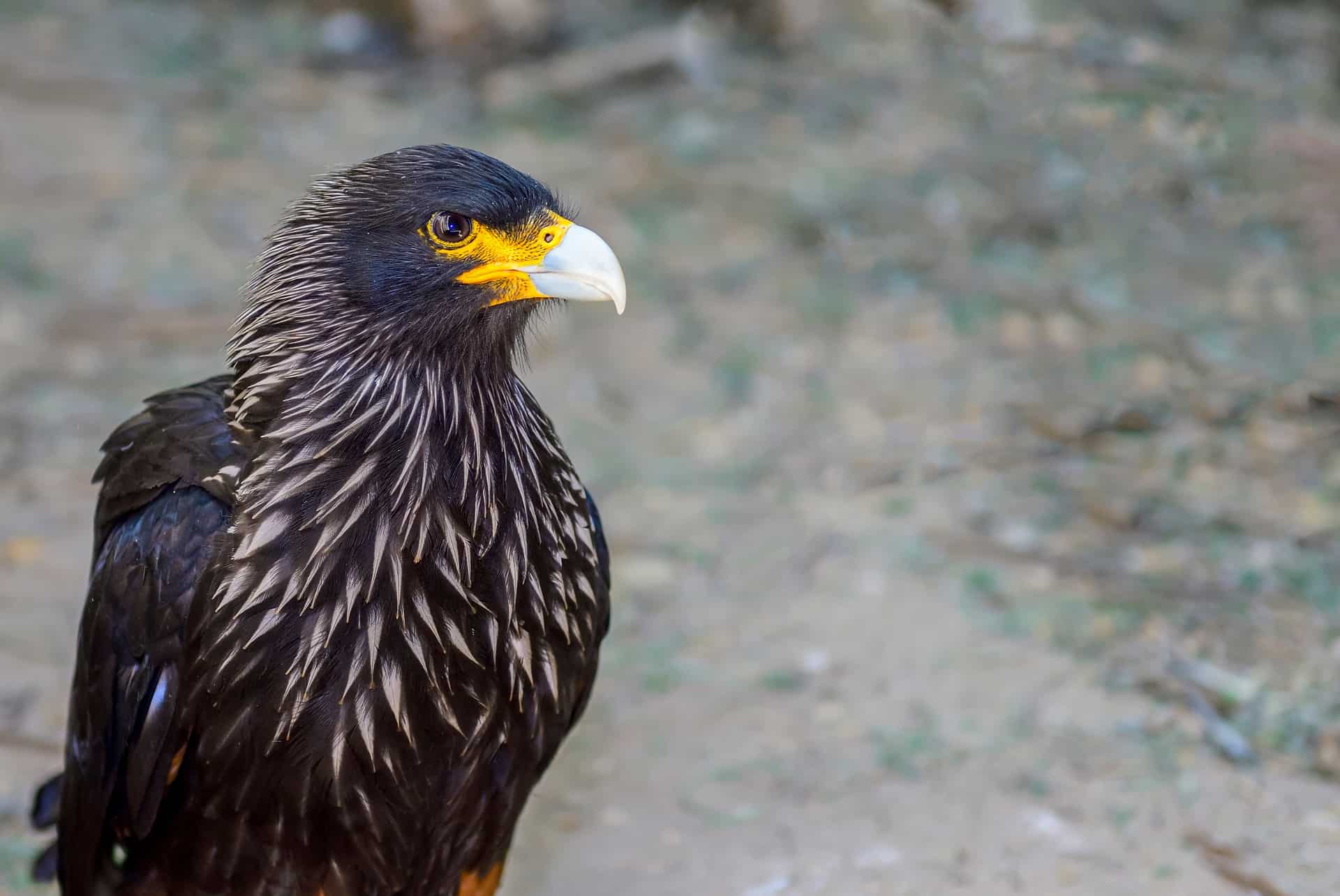 aigle ravisseur kenya