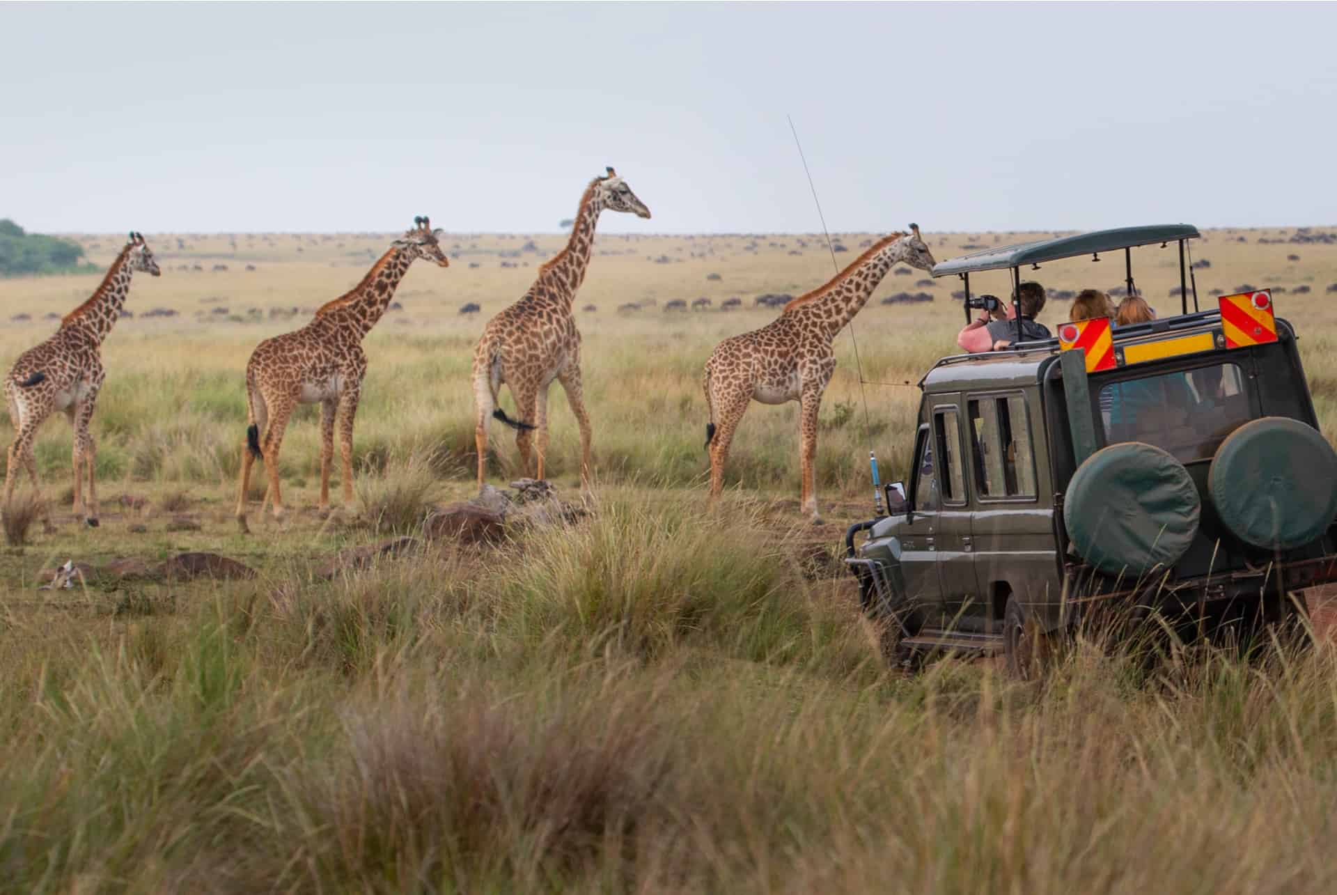 animales en kenia