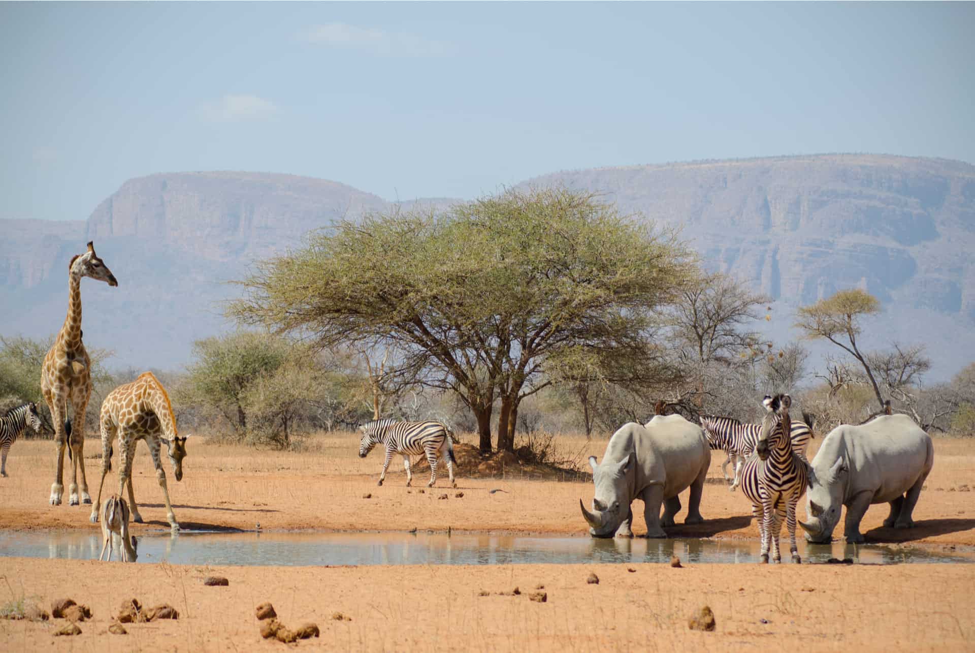 animaux en afrique du sud