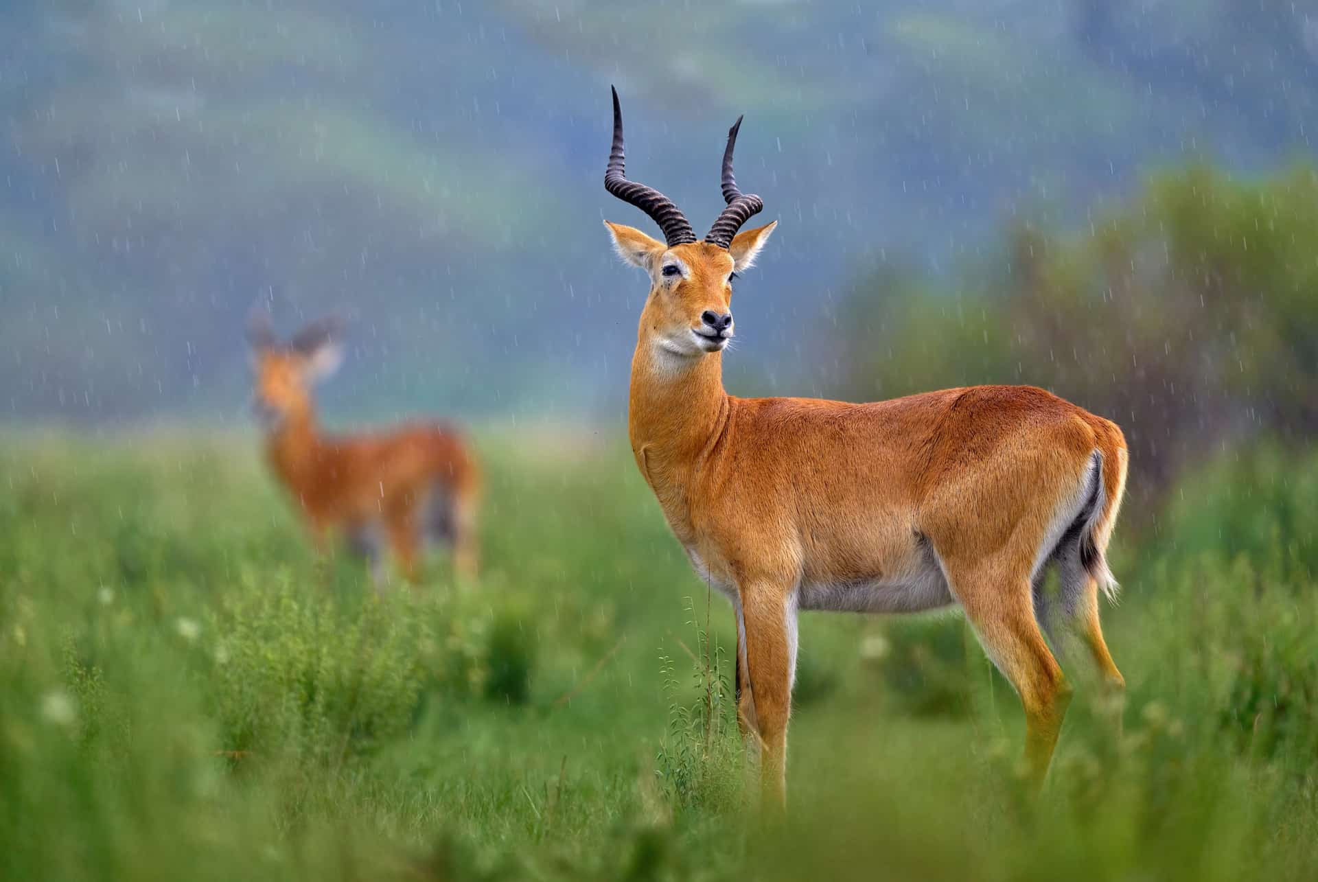 antilope