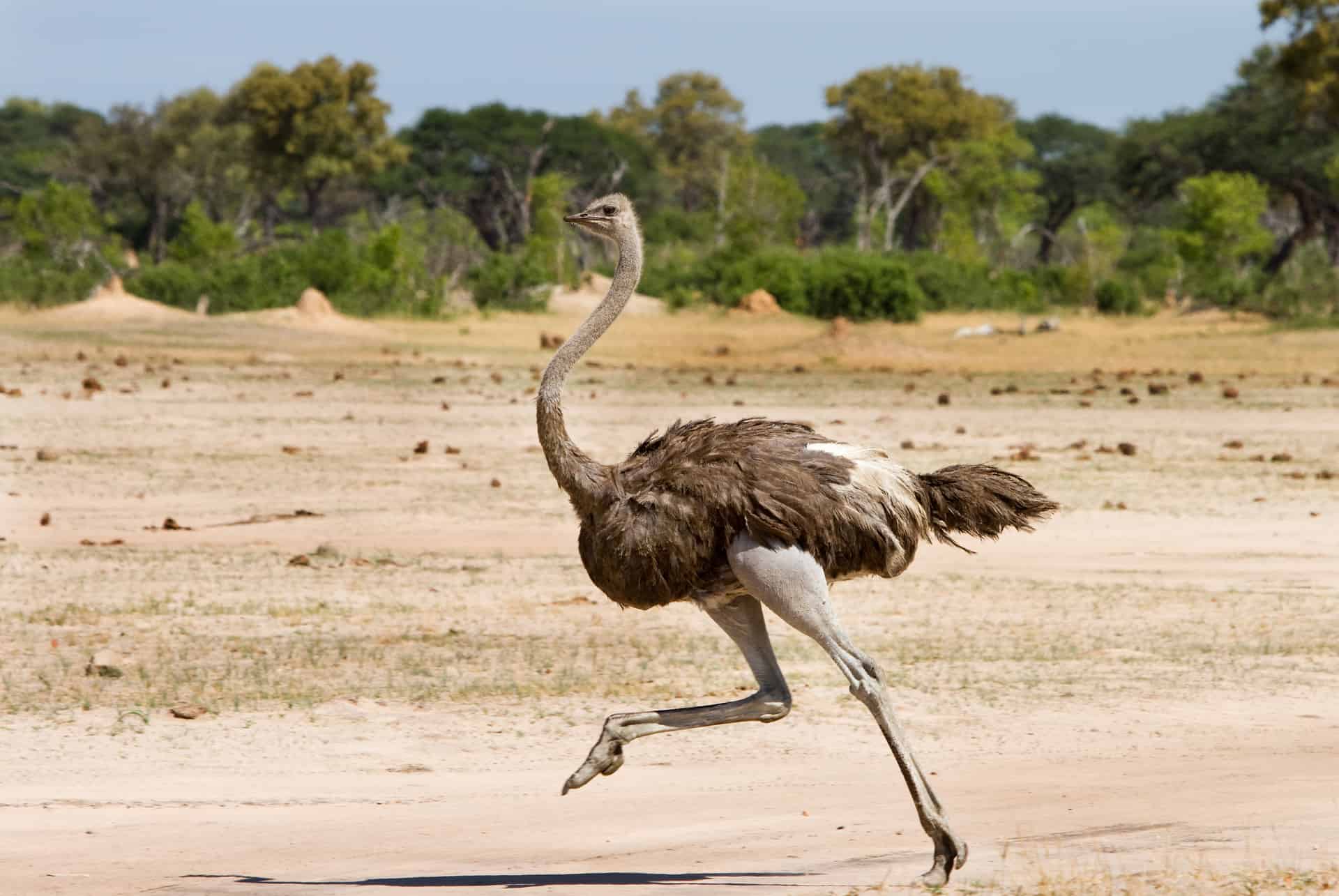 autruche kenya