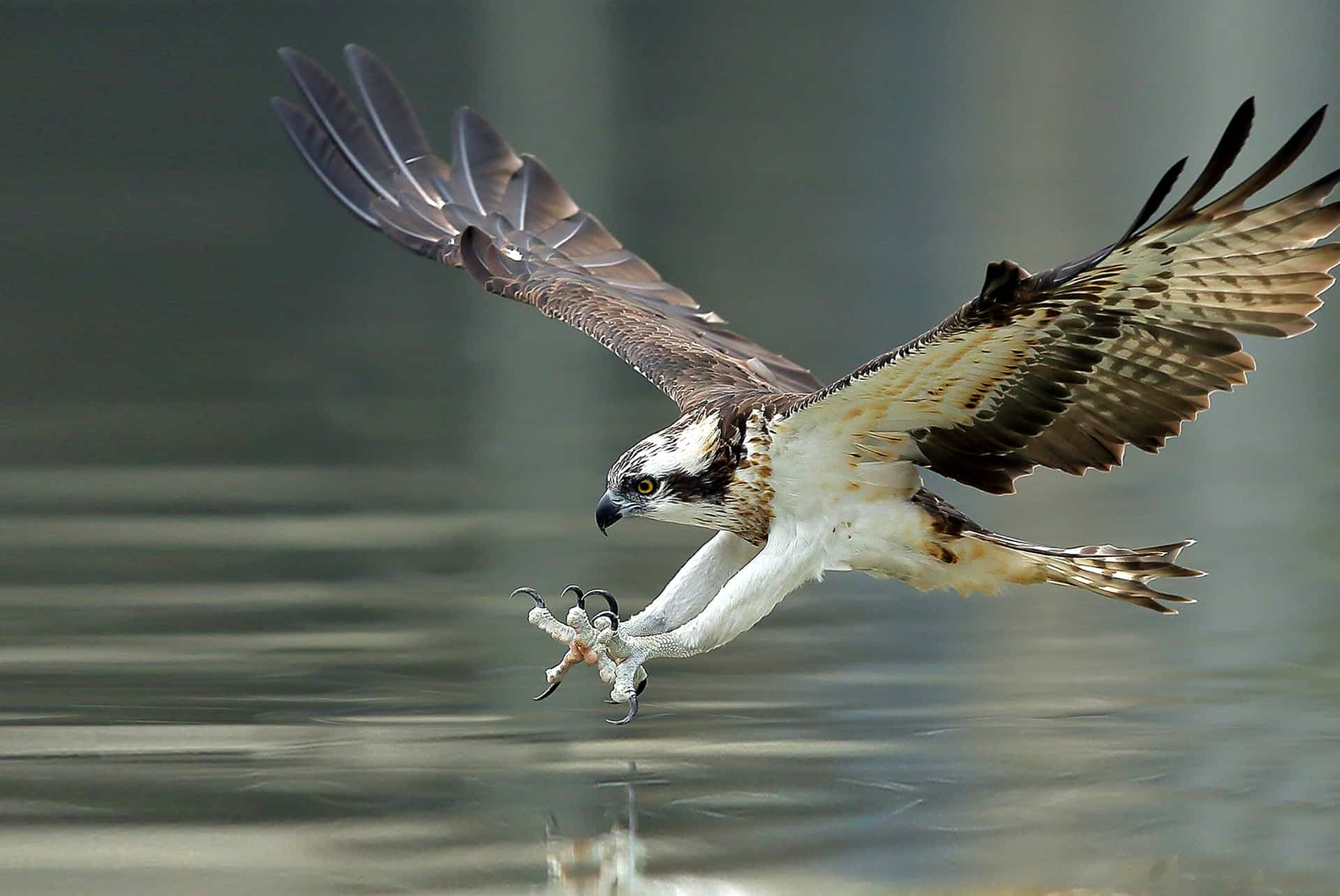 águila pescadora