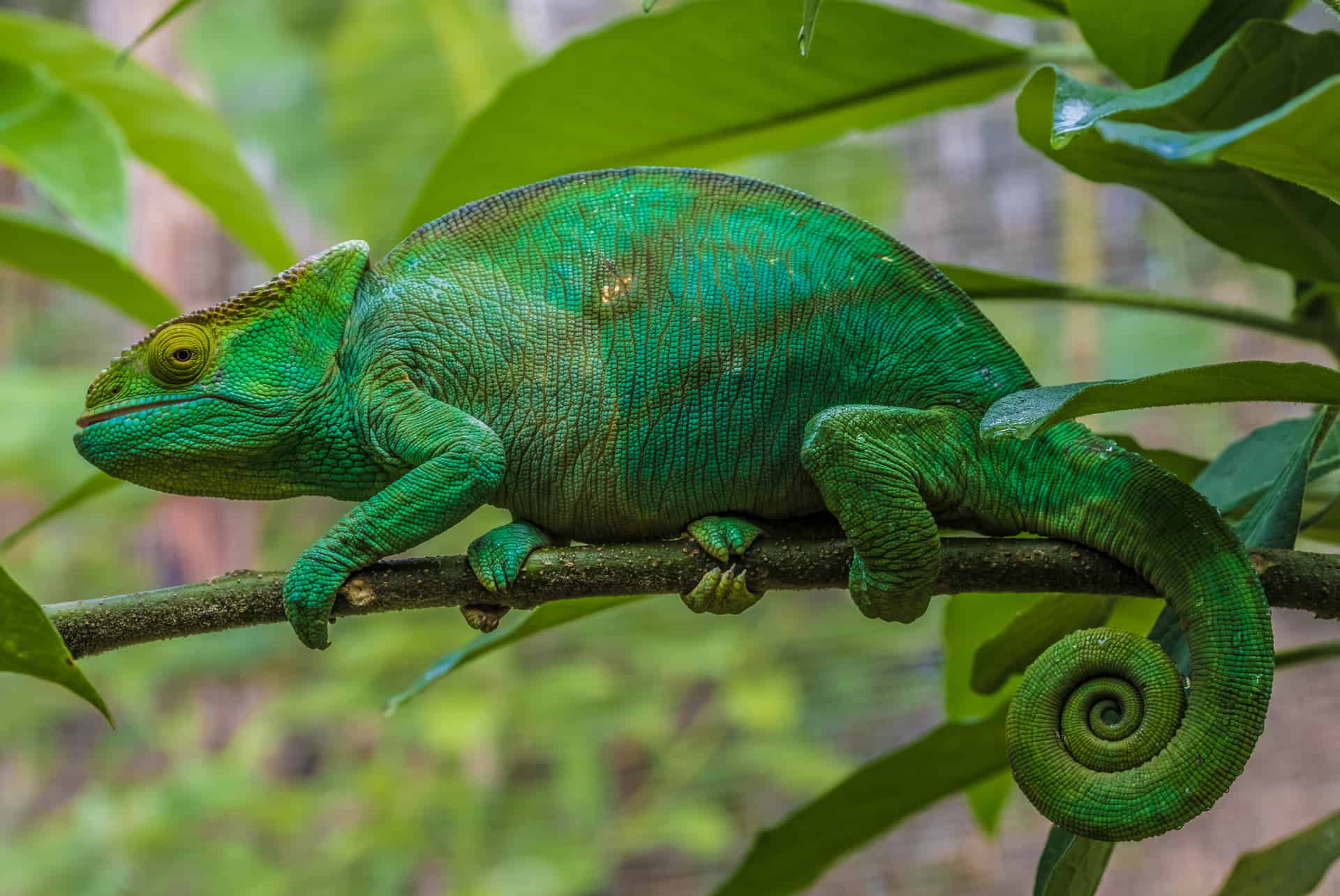 caméléon kenya
