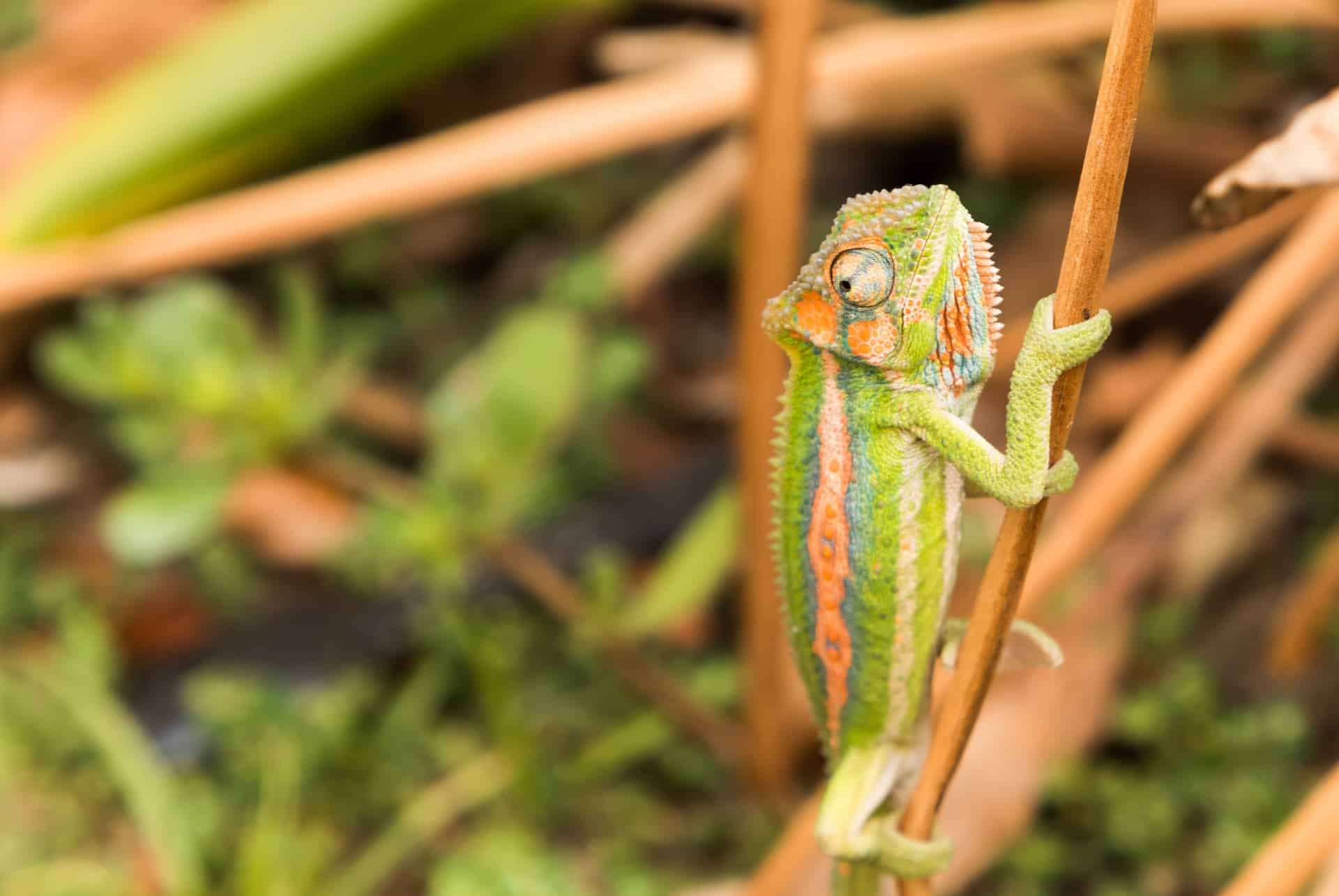cameleon sa