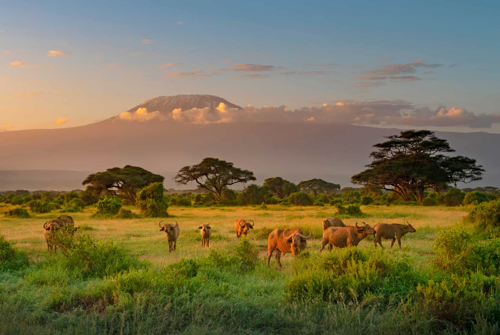 el mejor periodo para kenia