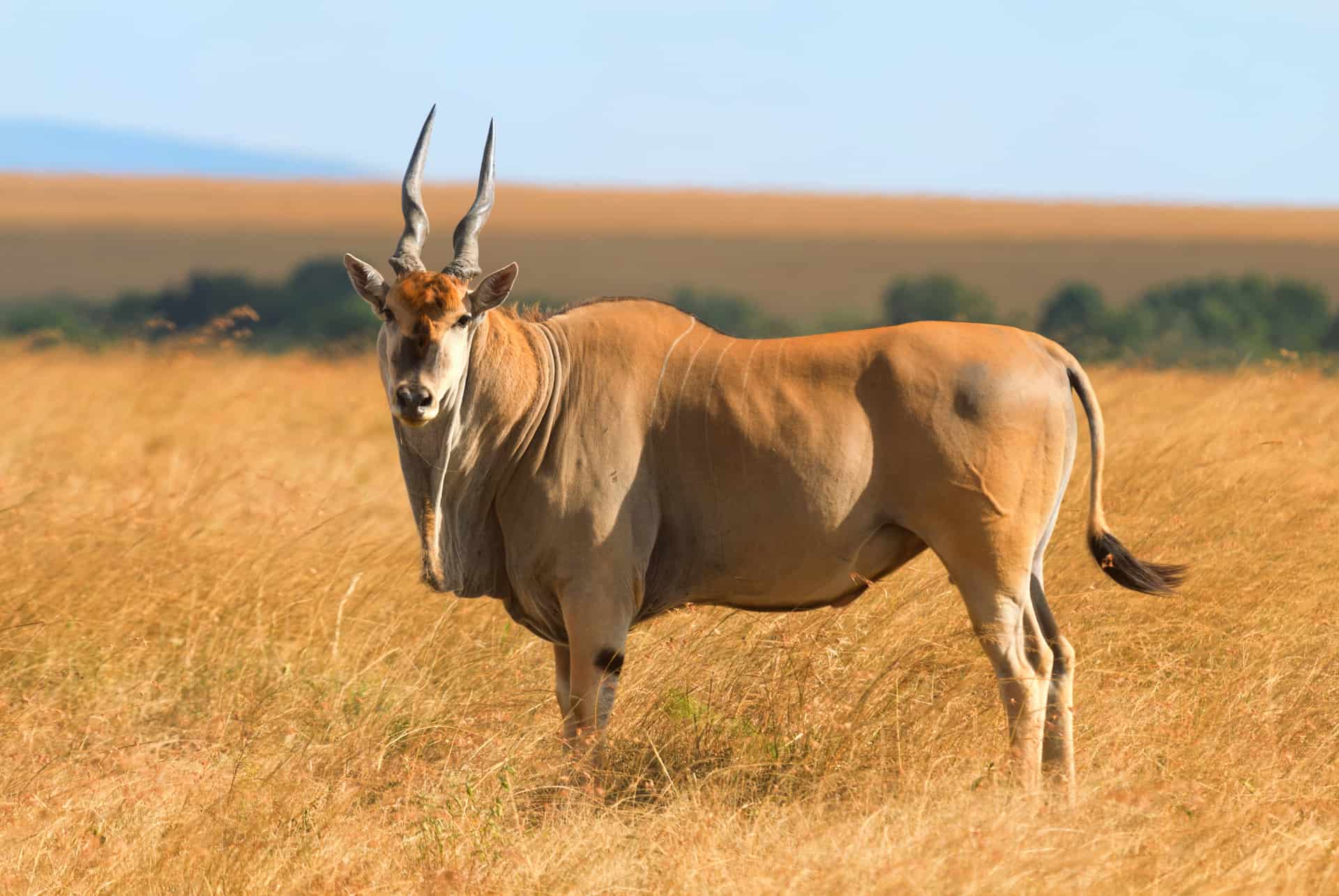 eland du cap