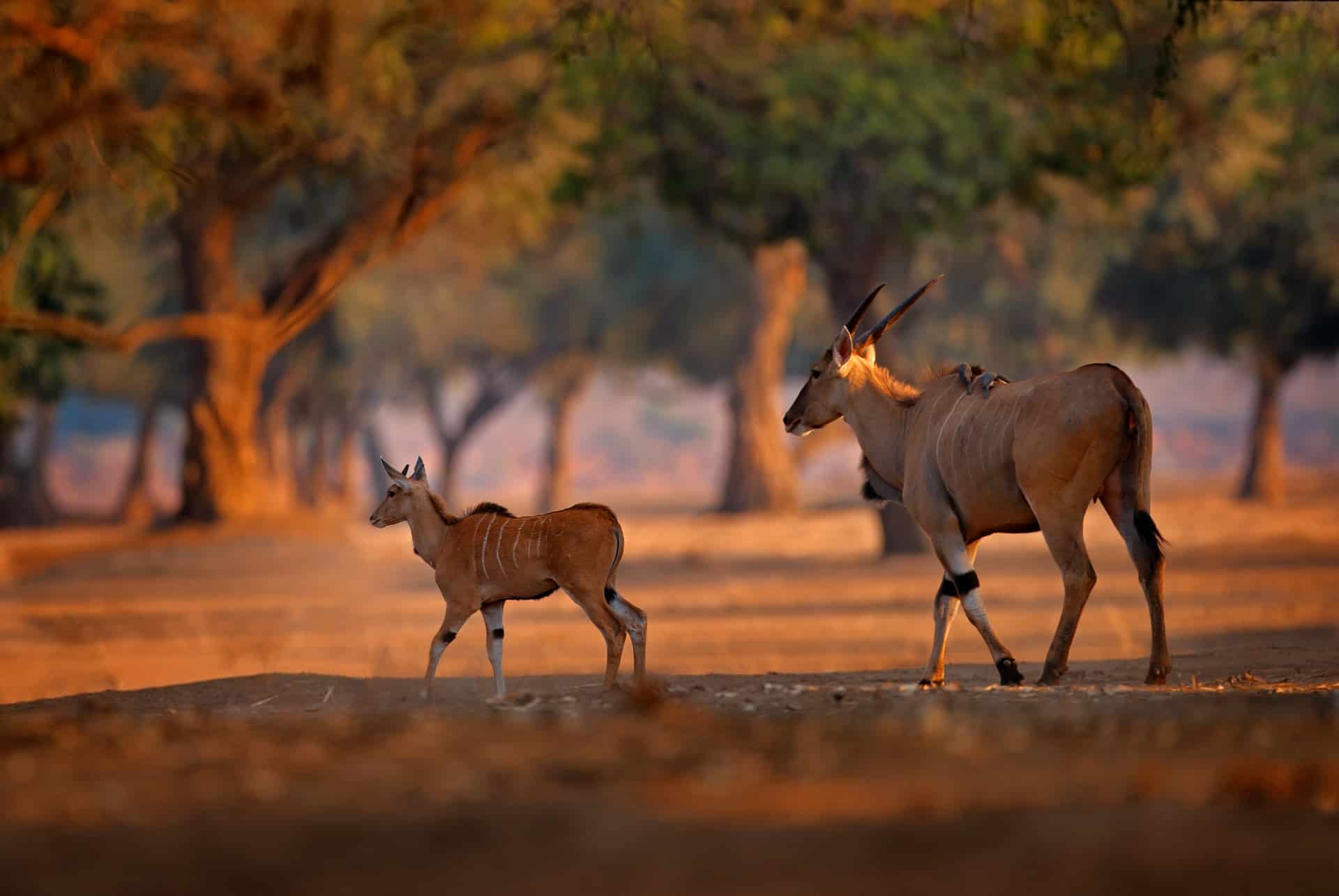 elands parc national de kruger