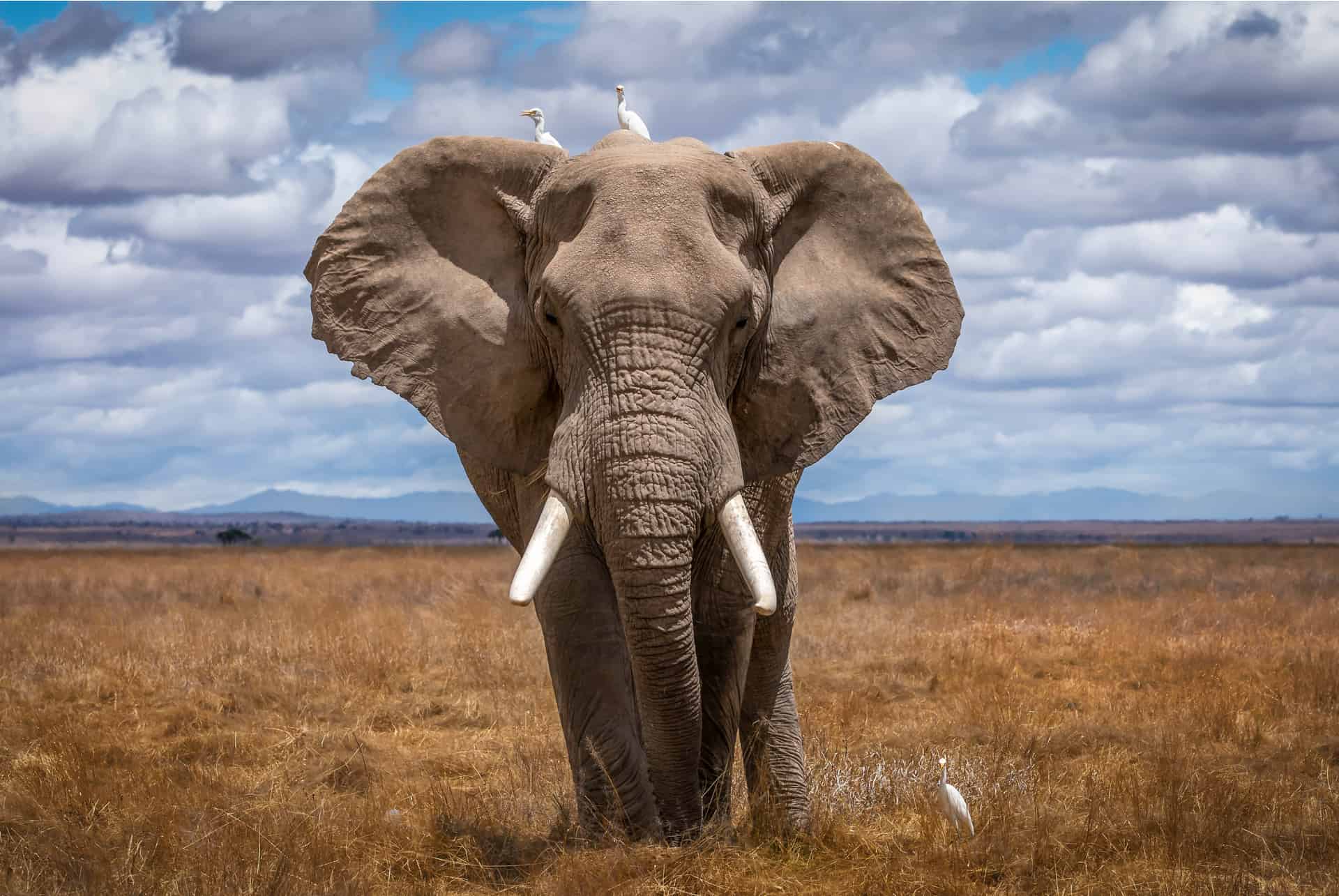 elefantes africanos