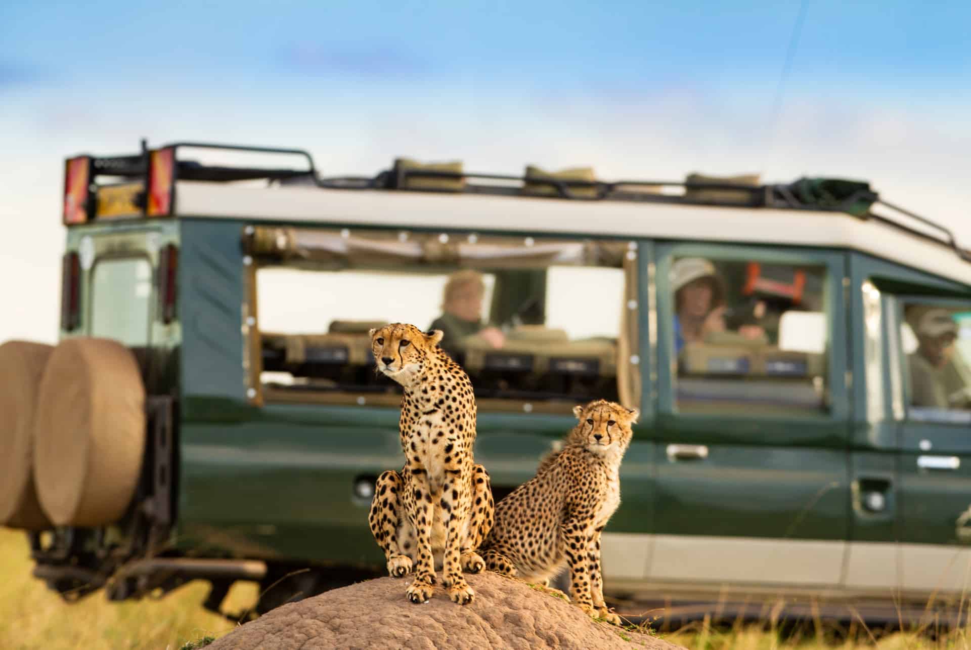 felins afrique du sud