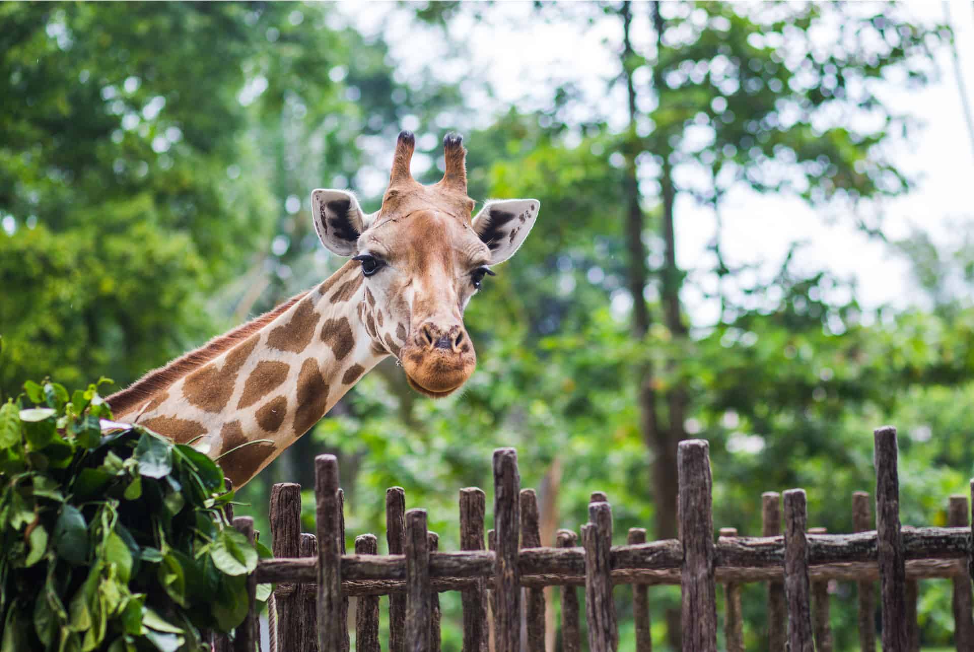 giraffe center nairobi