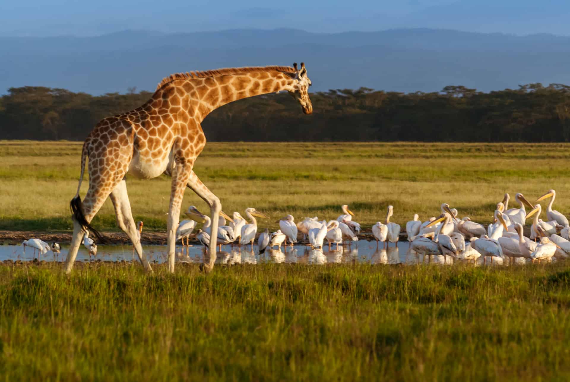 girage de rothschild et pelicans lac nakuru