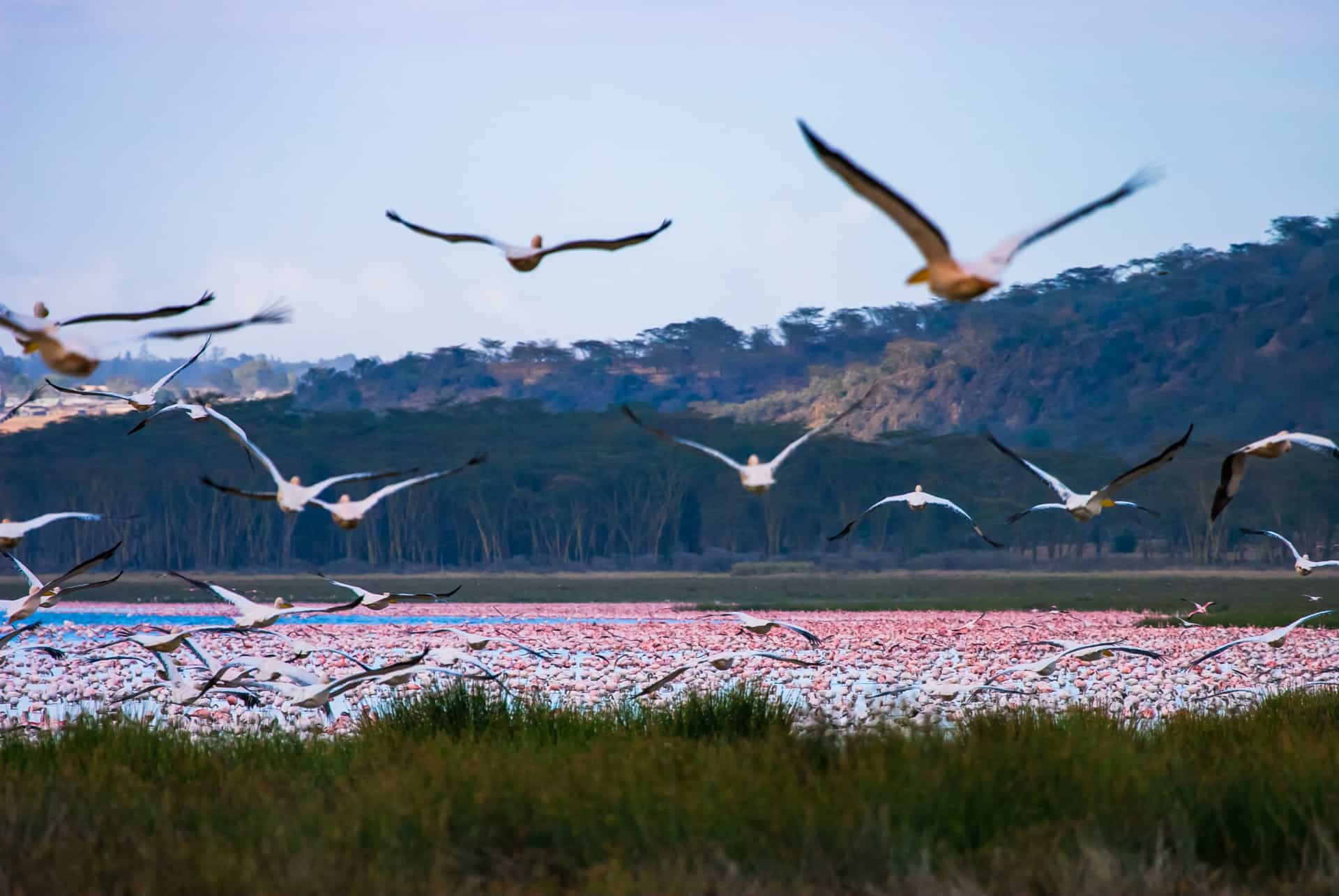grande migration la nakuru