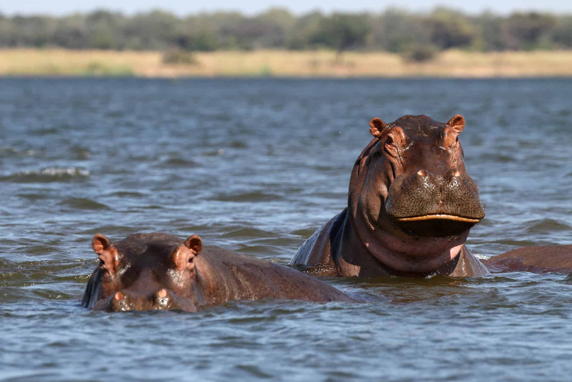 hipopotamos amboseli