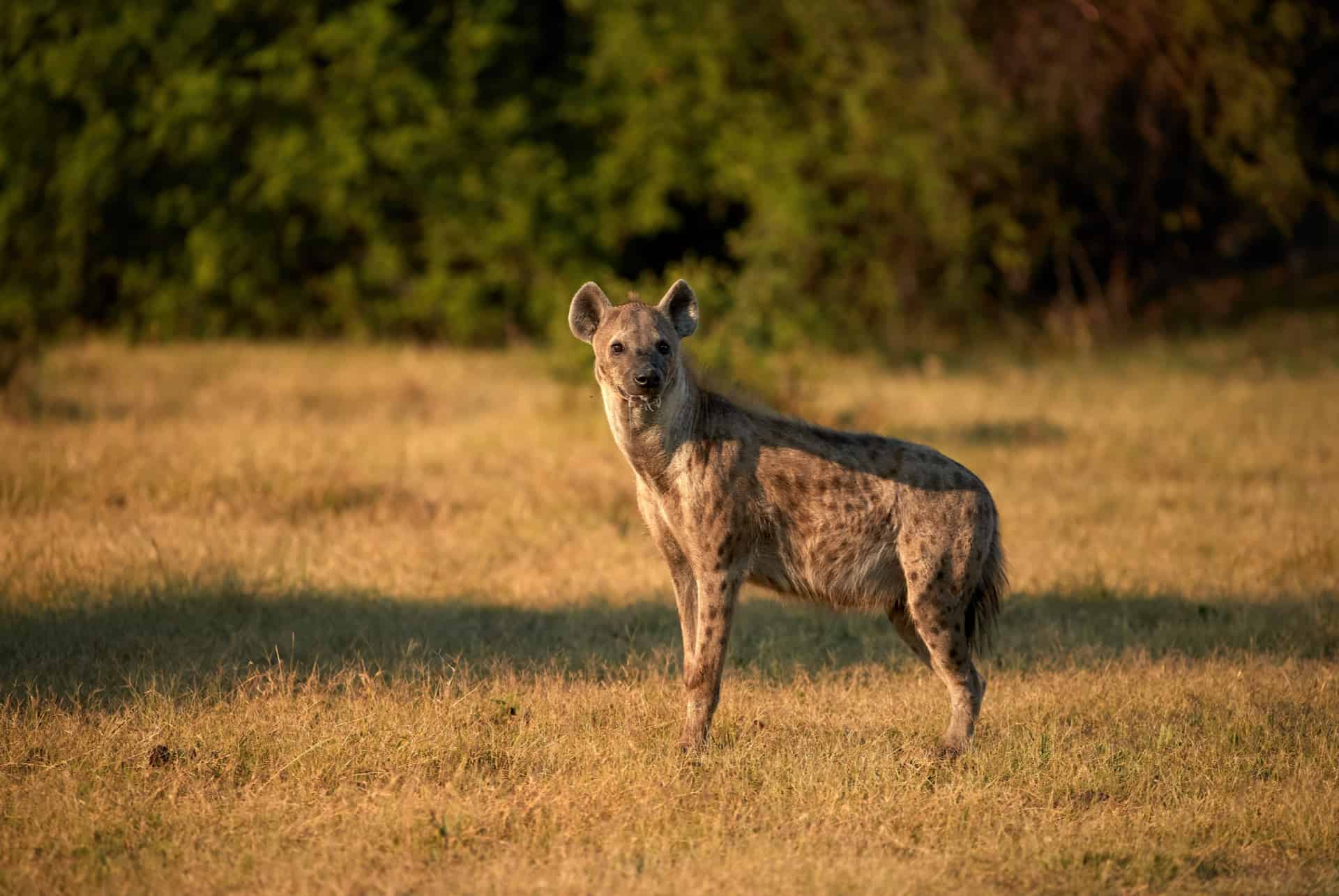 hienas manchadas ngorongoro