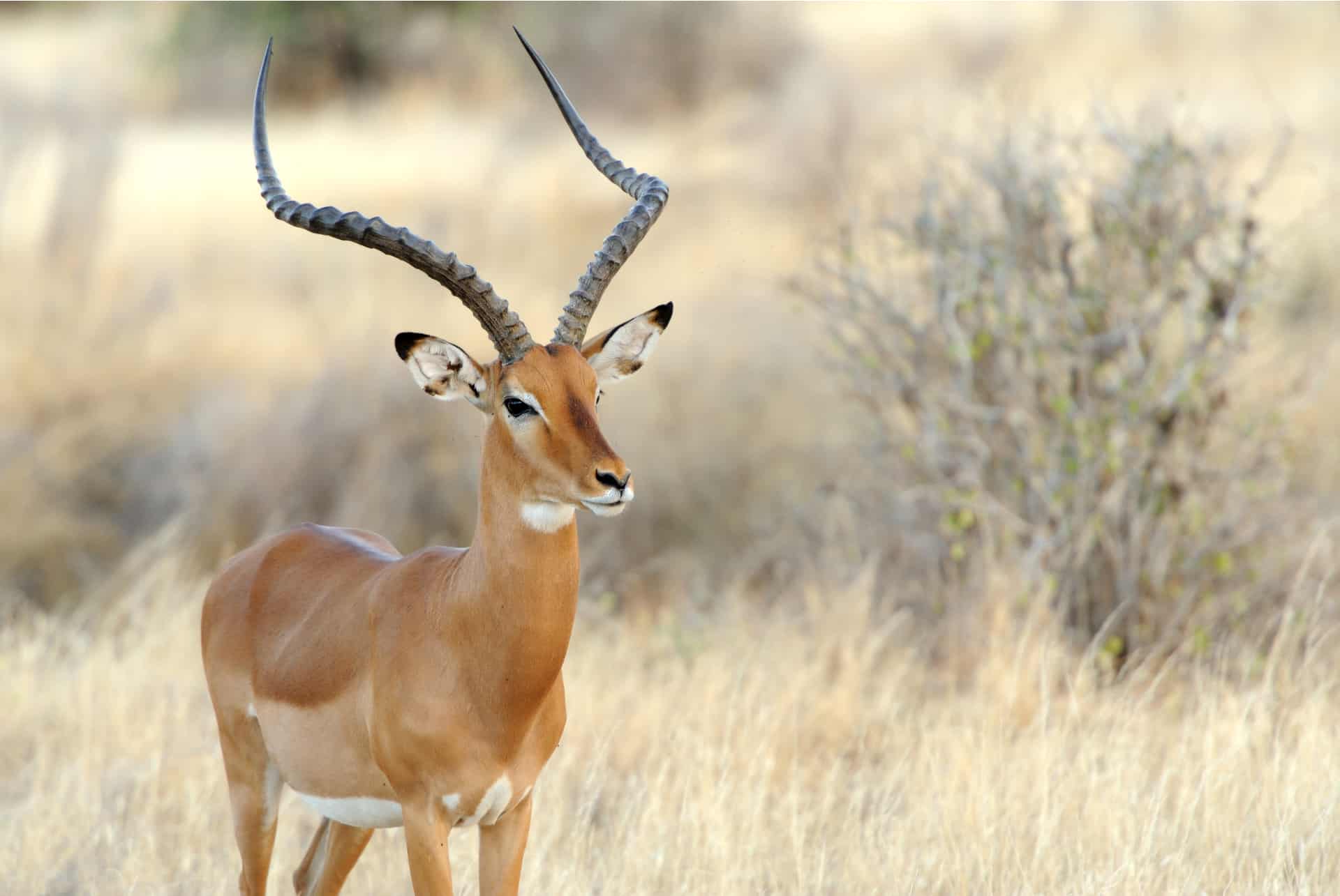impala amboseli
