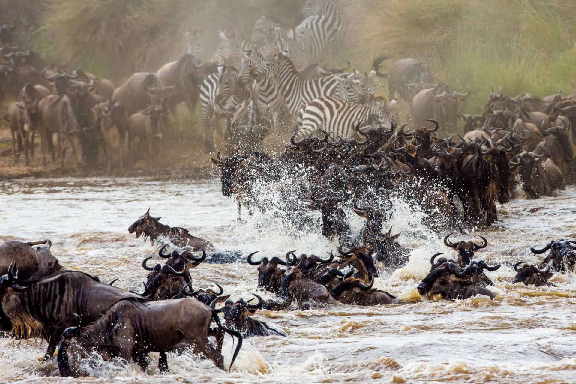 animals to see in kenya