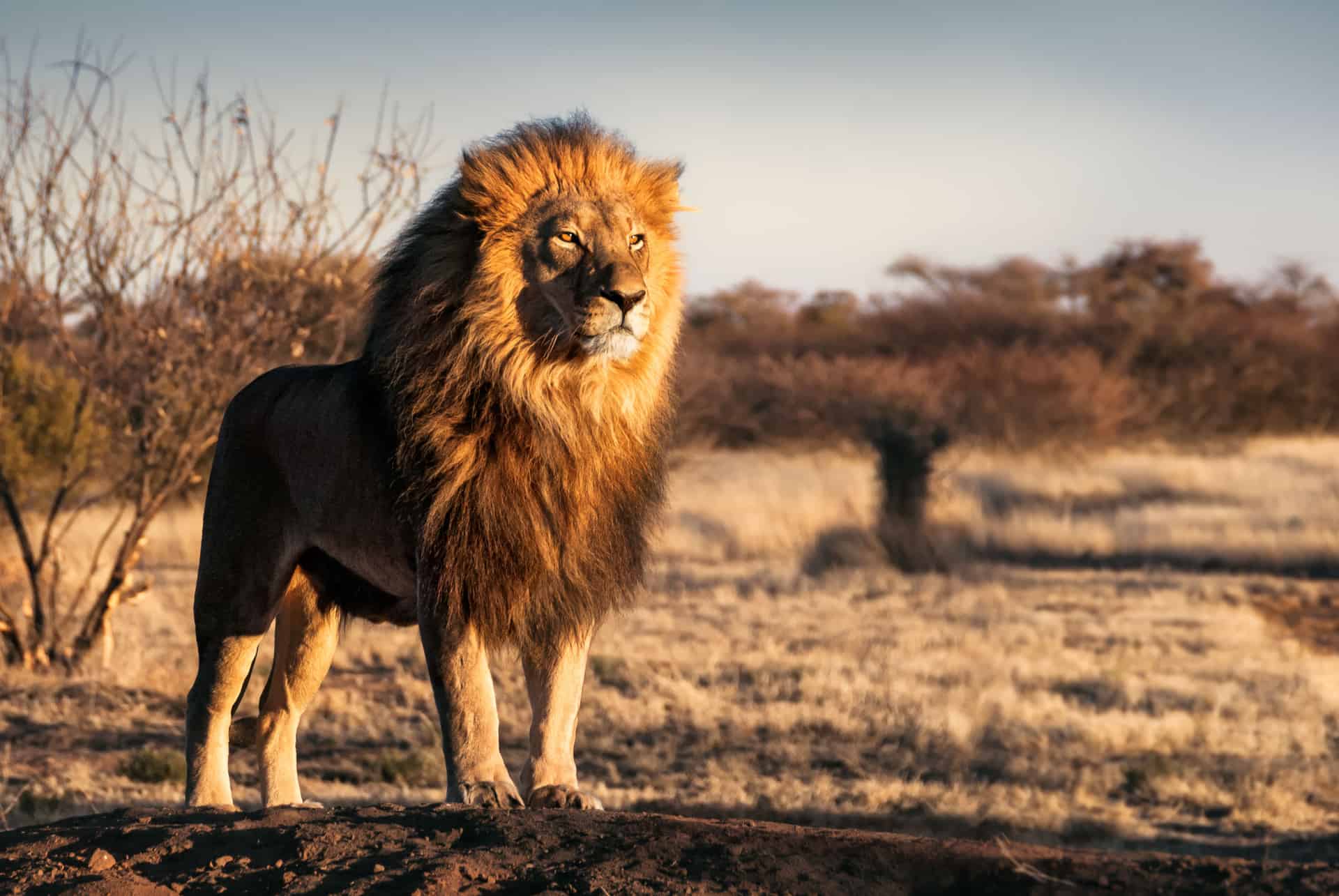 león tanzania