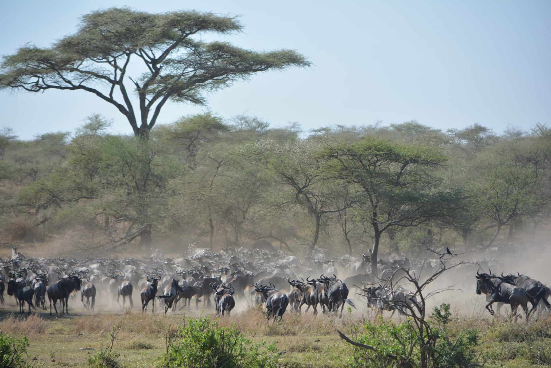 migracion de los nus africanos