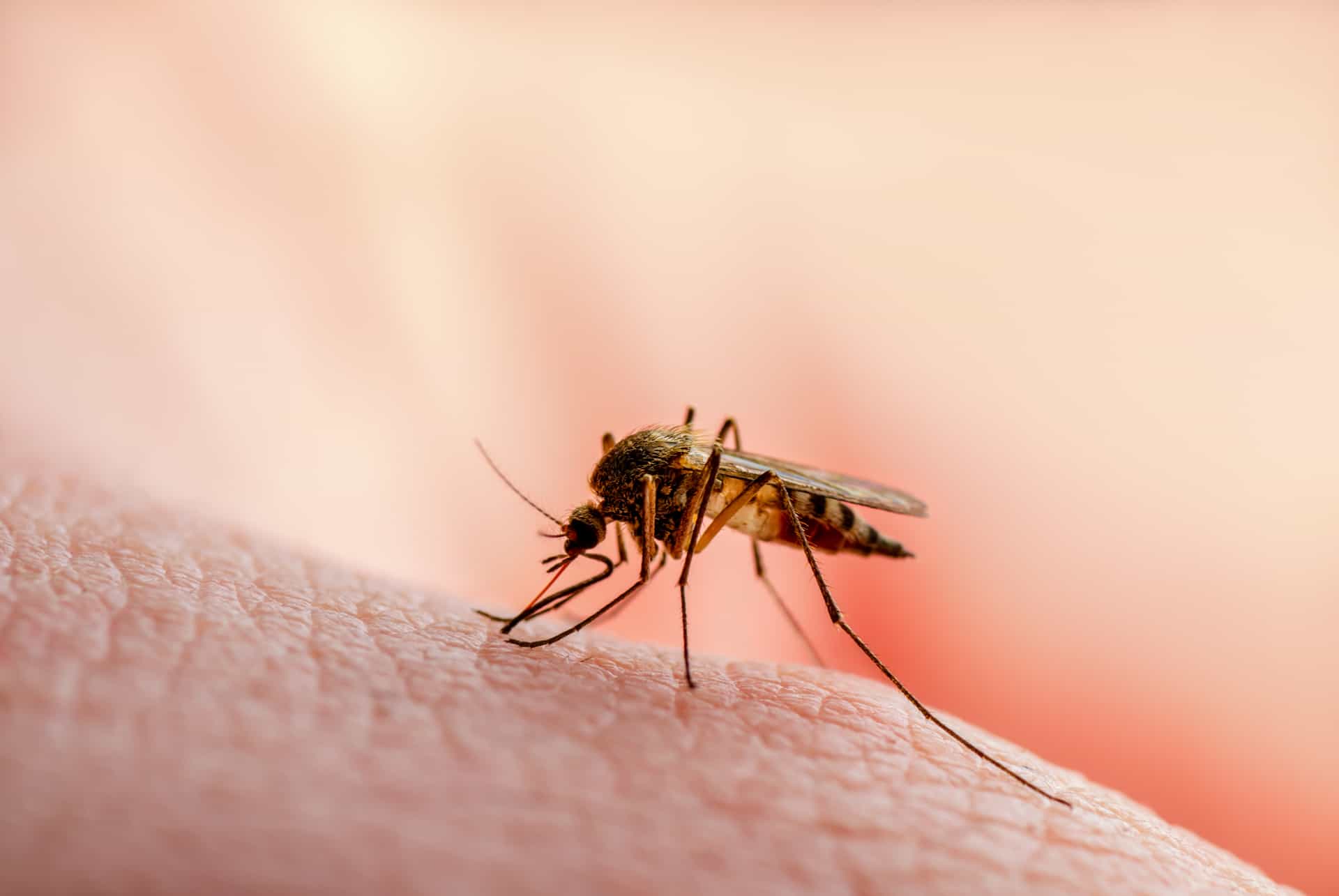 kenya mosquitoes