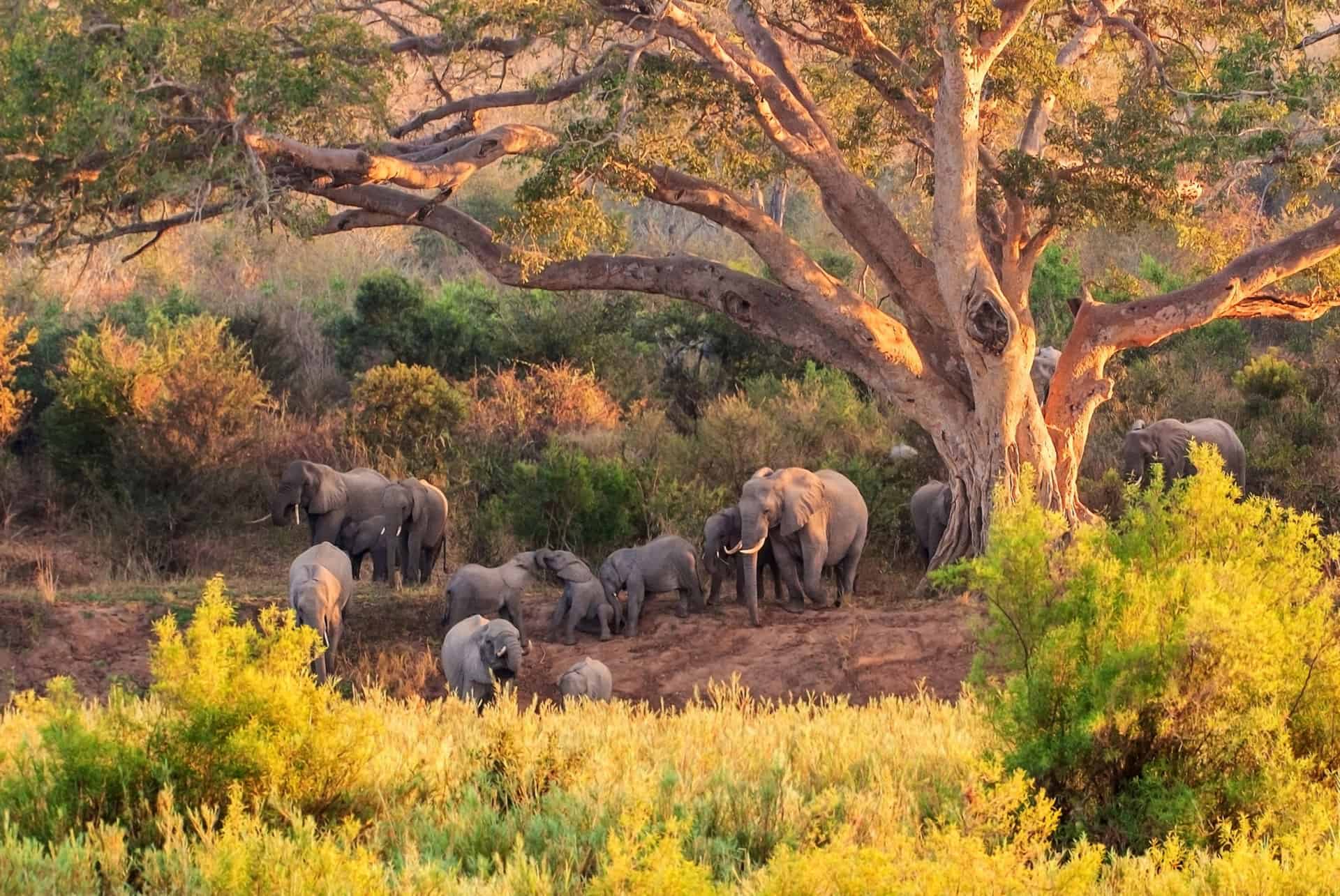 parc national kruger afrique du sud