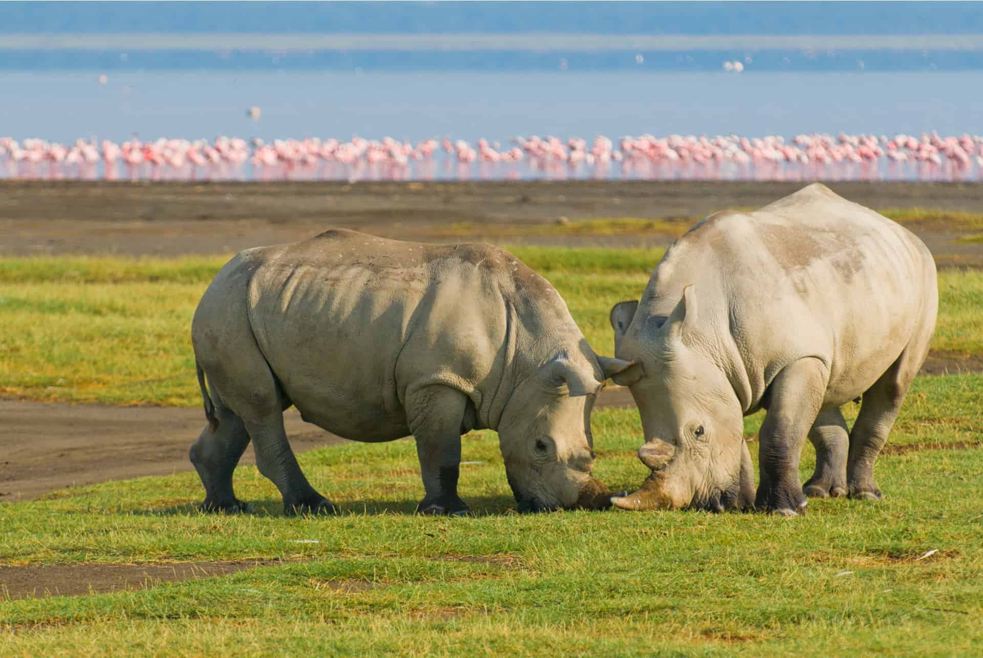 rhinoceros parc national nakuru