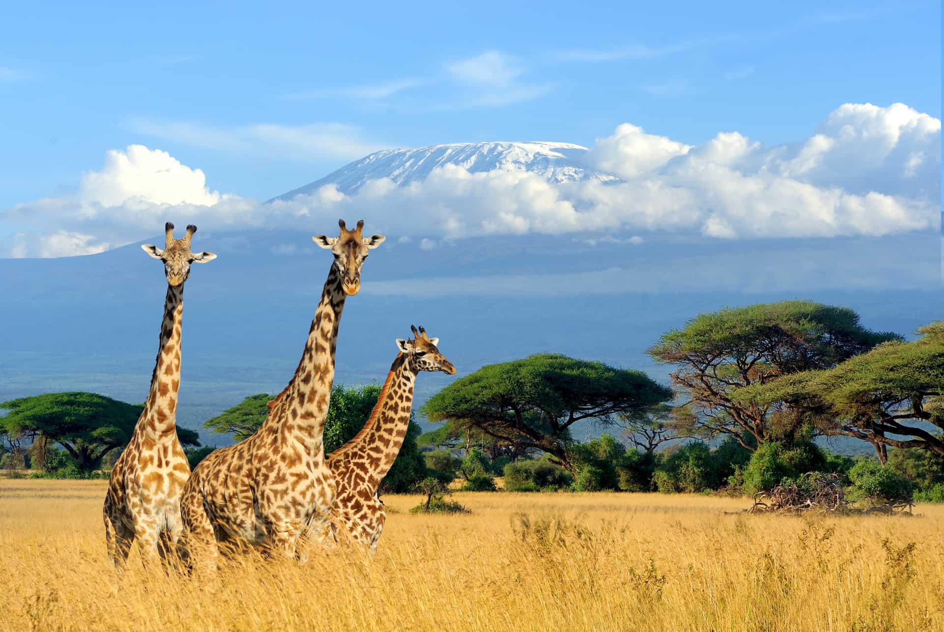 safari en kenia