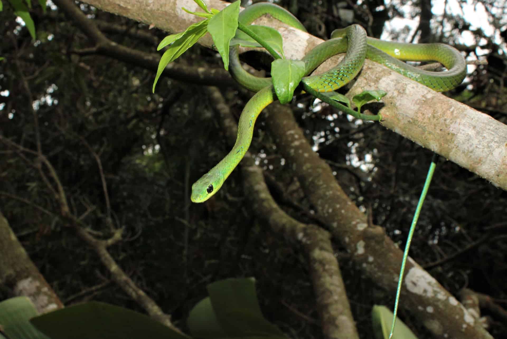 serpiente sudáfrica