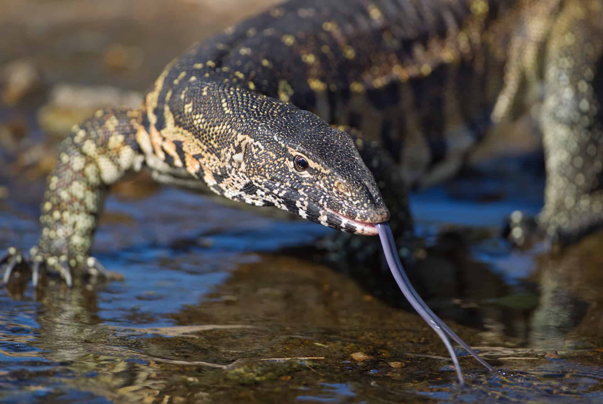varan afrique