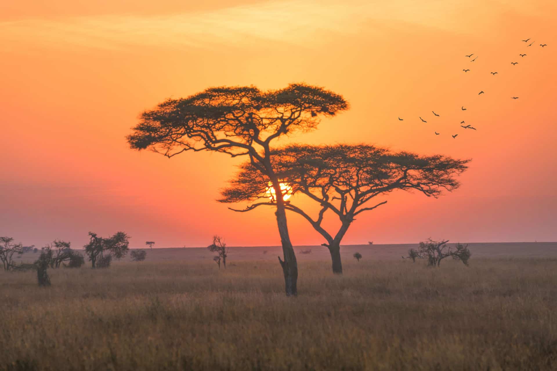 voyager en tanzanie