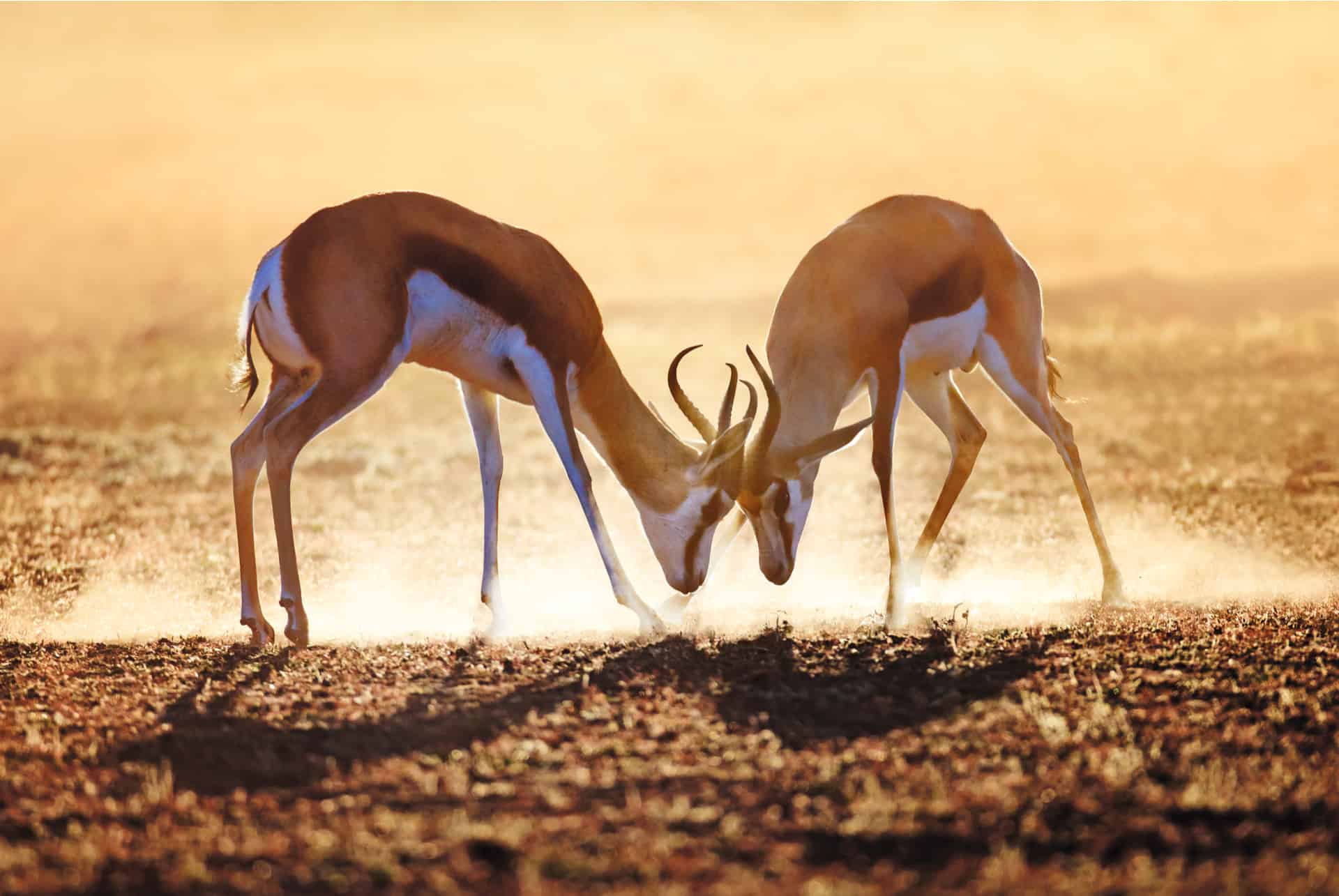 afrique du sud