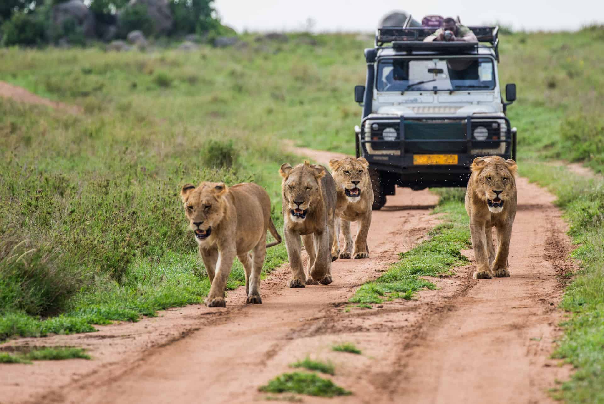Journée de safari avec prise en charge