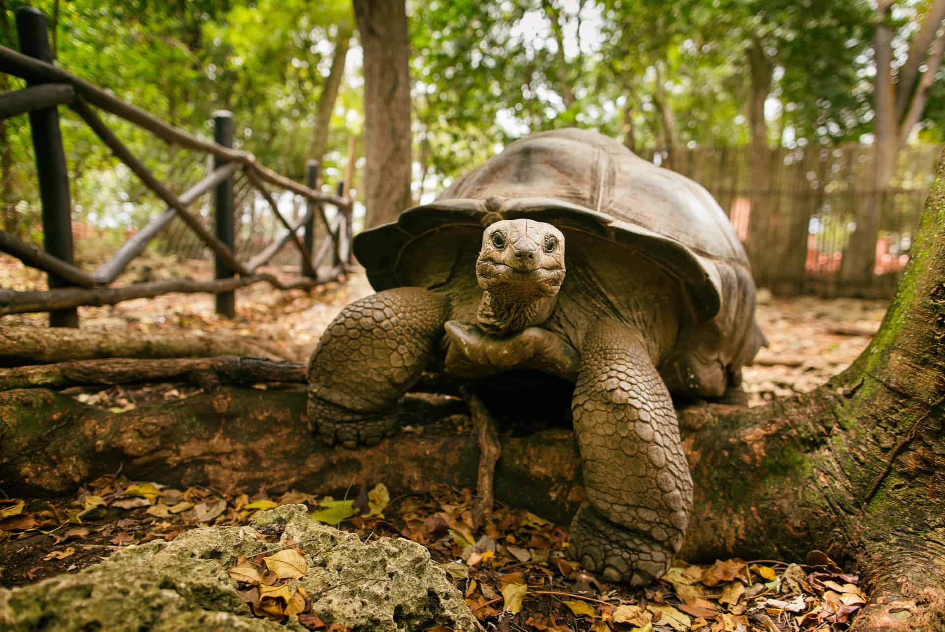 tortuga en la isla prisión