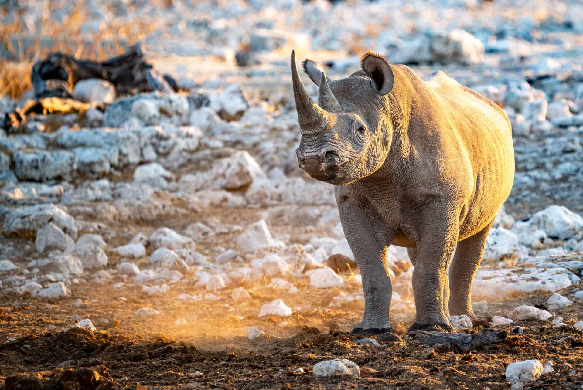 etosha parc national