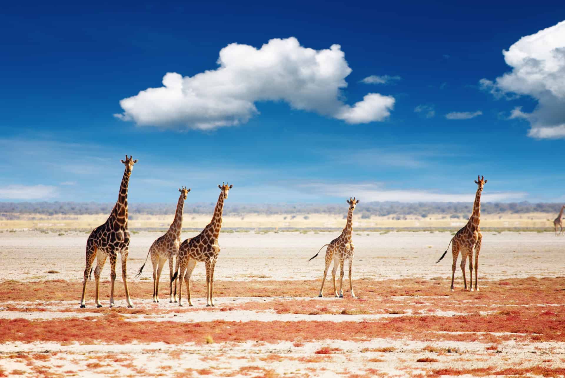 girafe etosha desert de sel