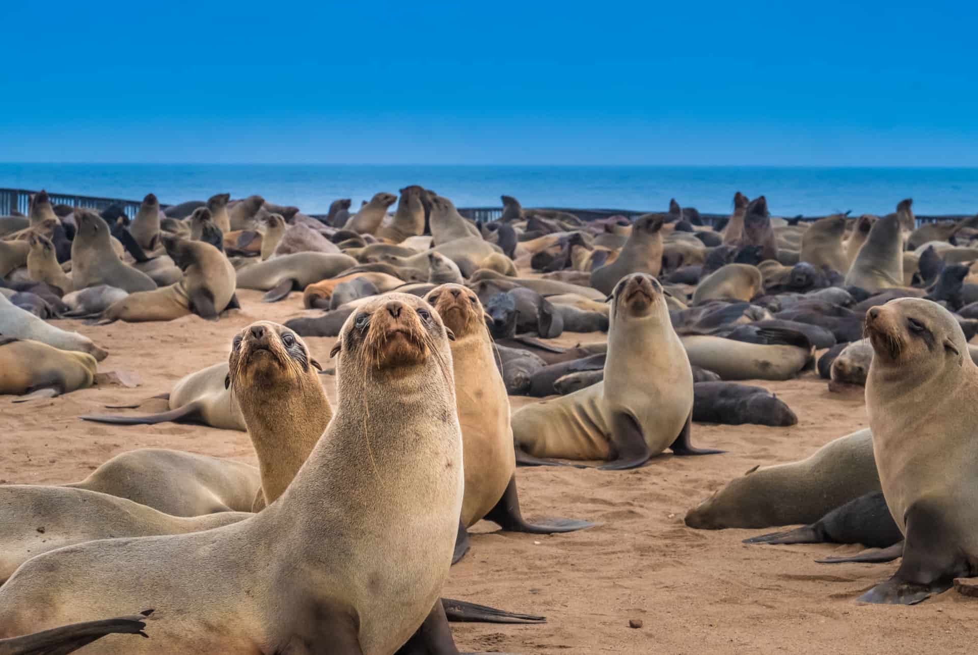 otaries cape cross parcs reserves namibie