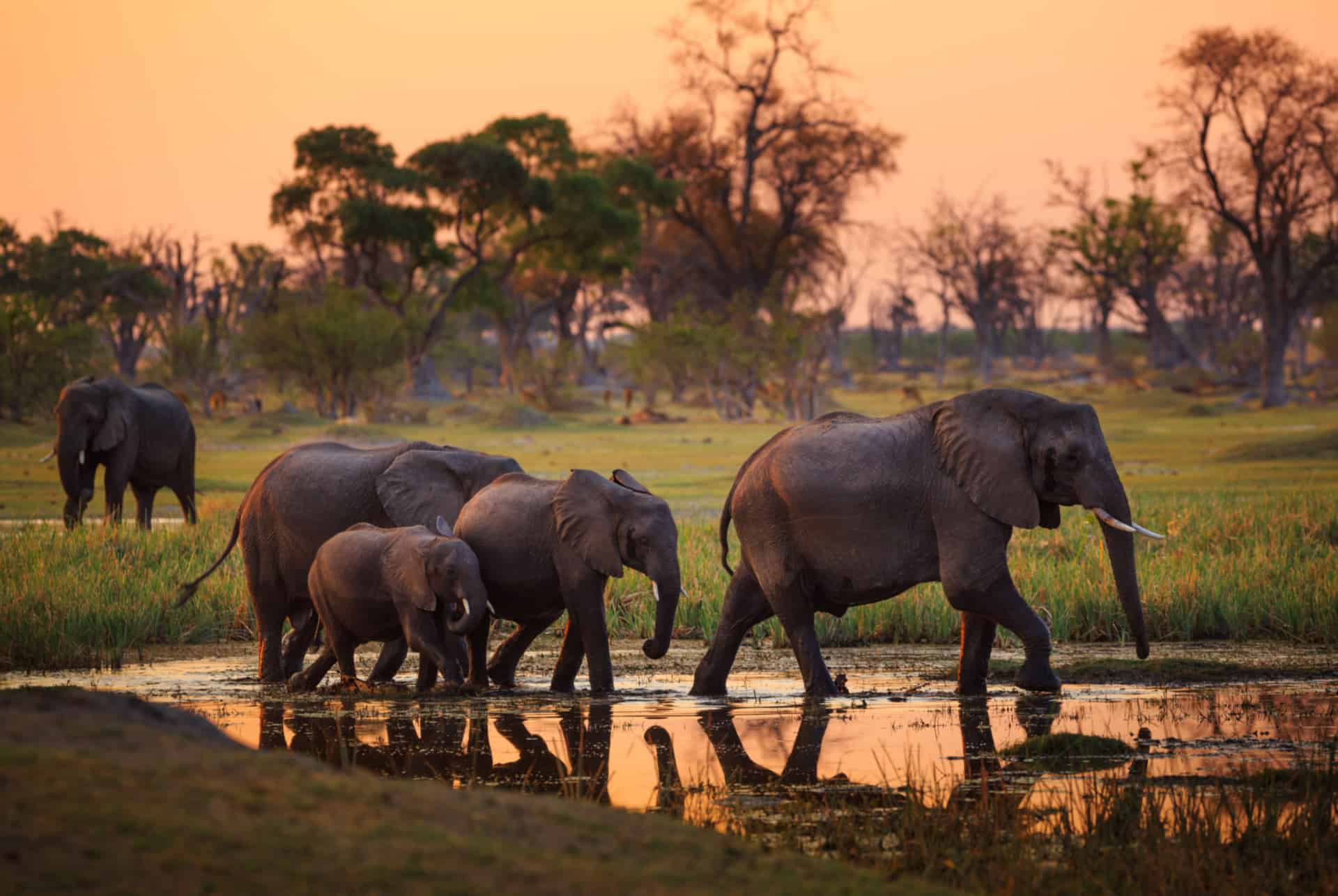 parque nacional moremiremi botswana
