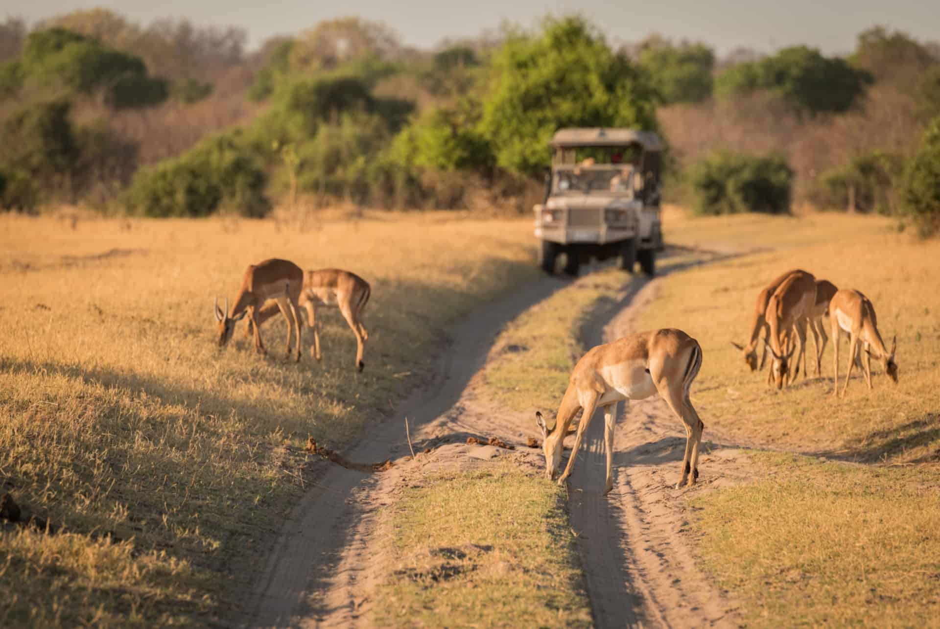 Safari pour voir le Big 5