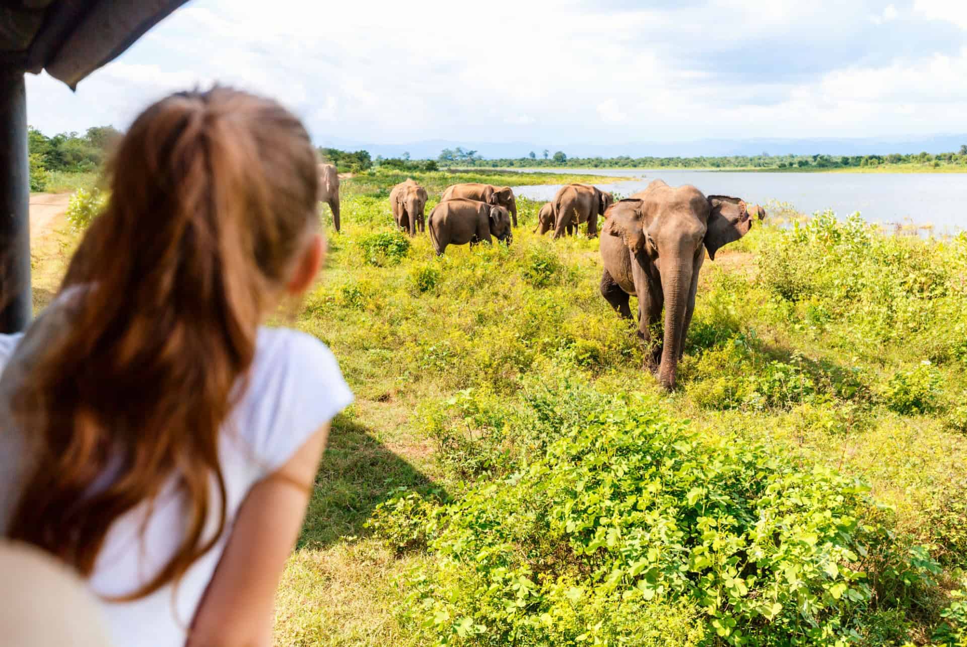 Safari en famille
