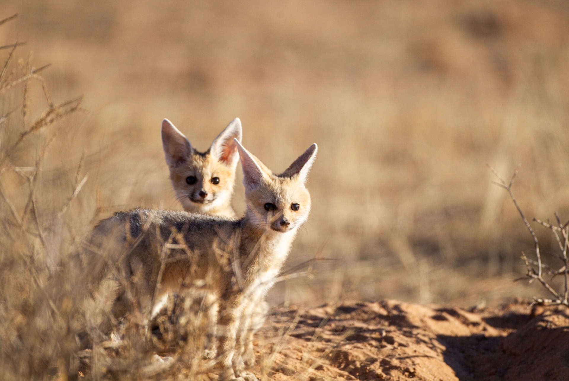 safari en afrique du sud animaux