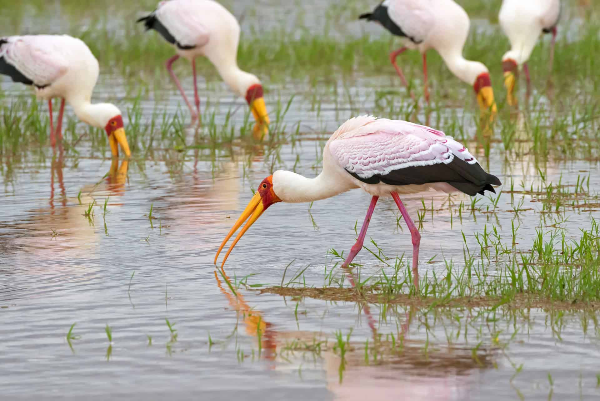 animaux en tanzanie oiseaux