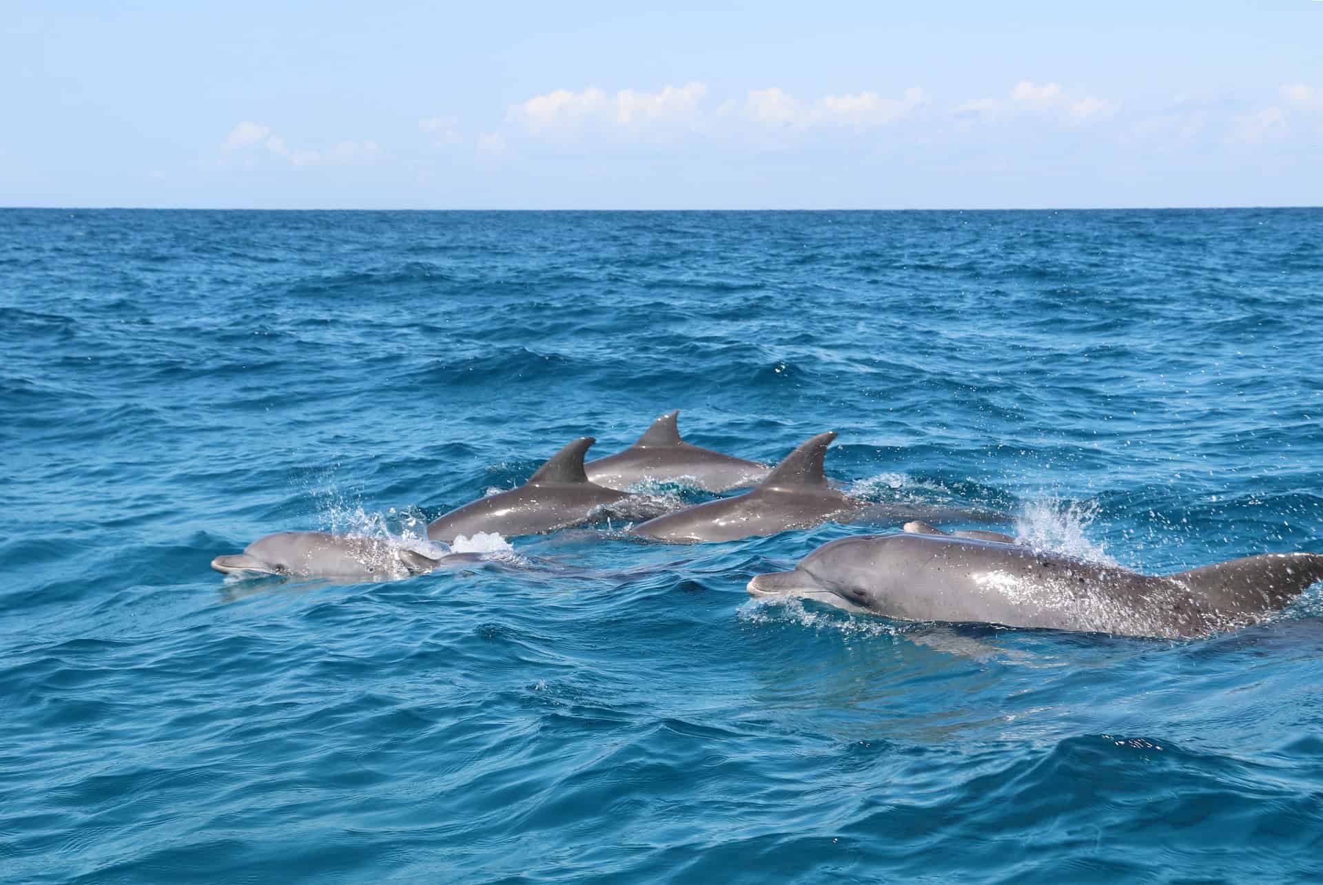 dauphins zanzibar