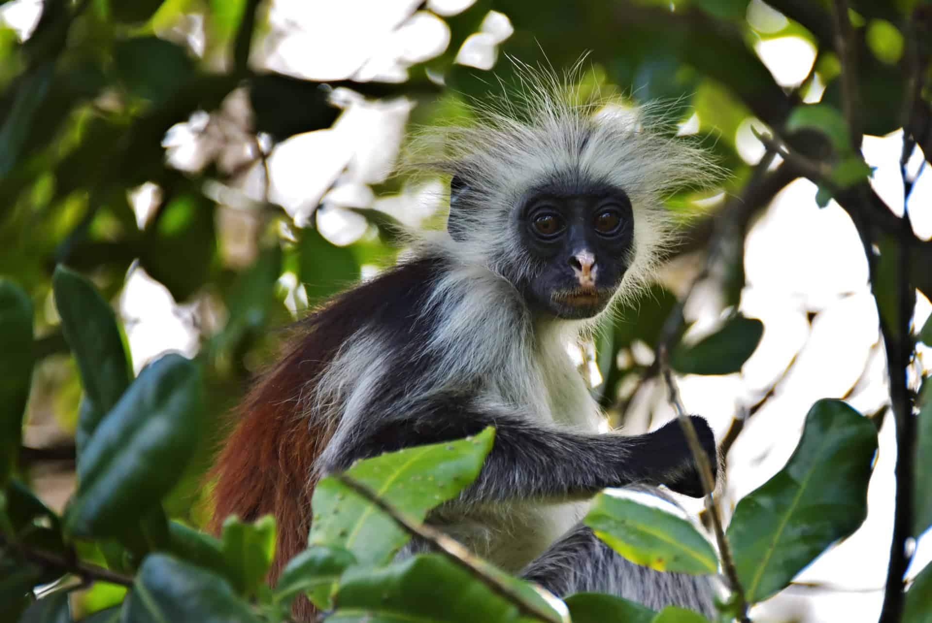 singe parc de jozani