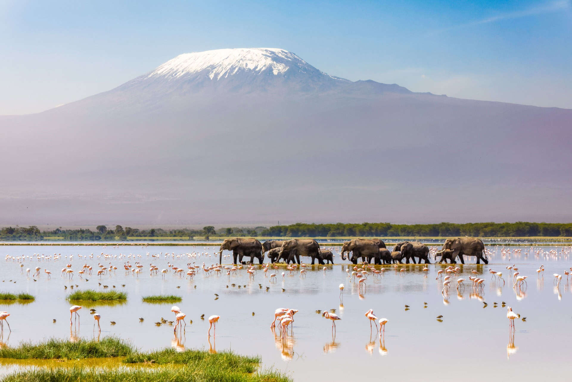 elefantes precio de un safari en kenia
