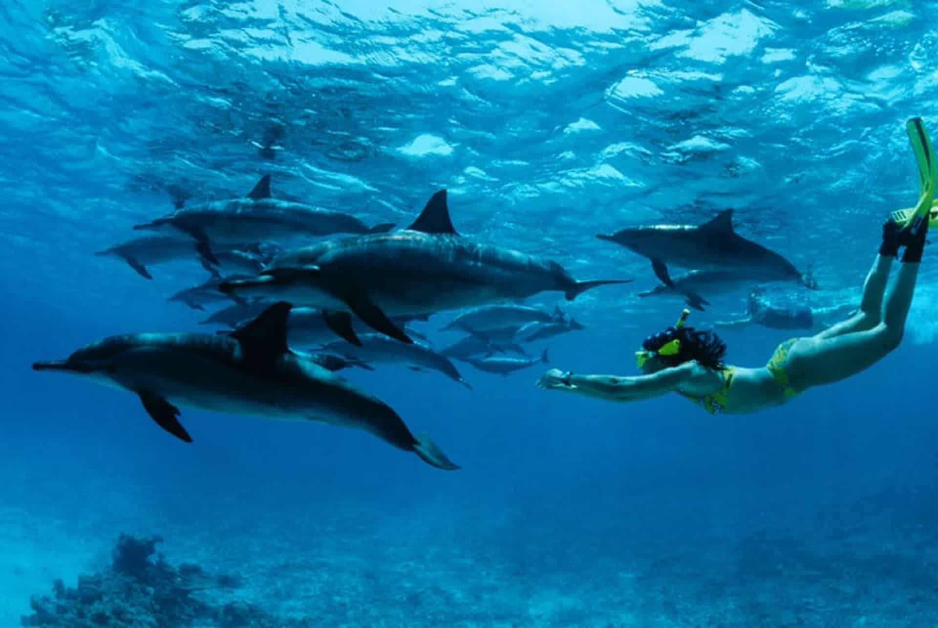 Excursion plongée sur l'île de Mnemba