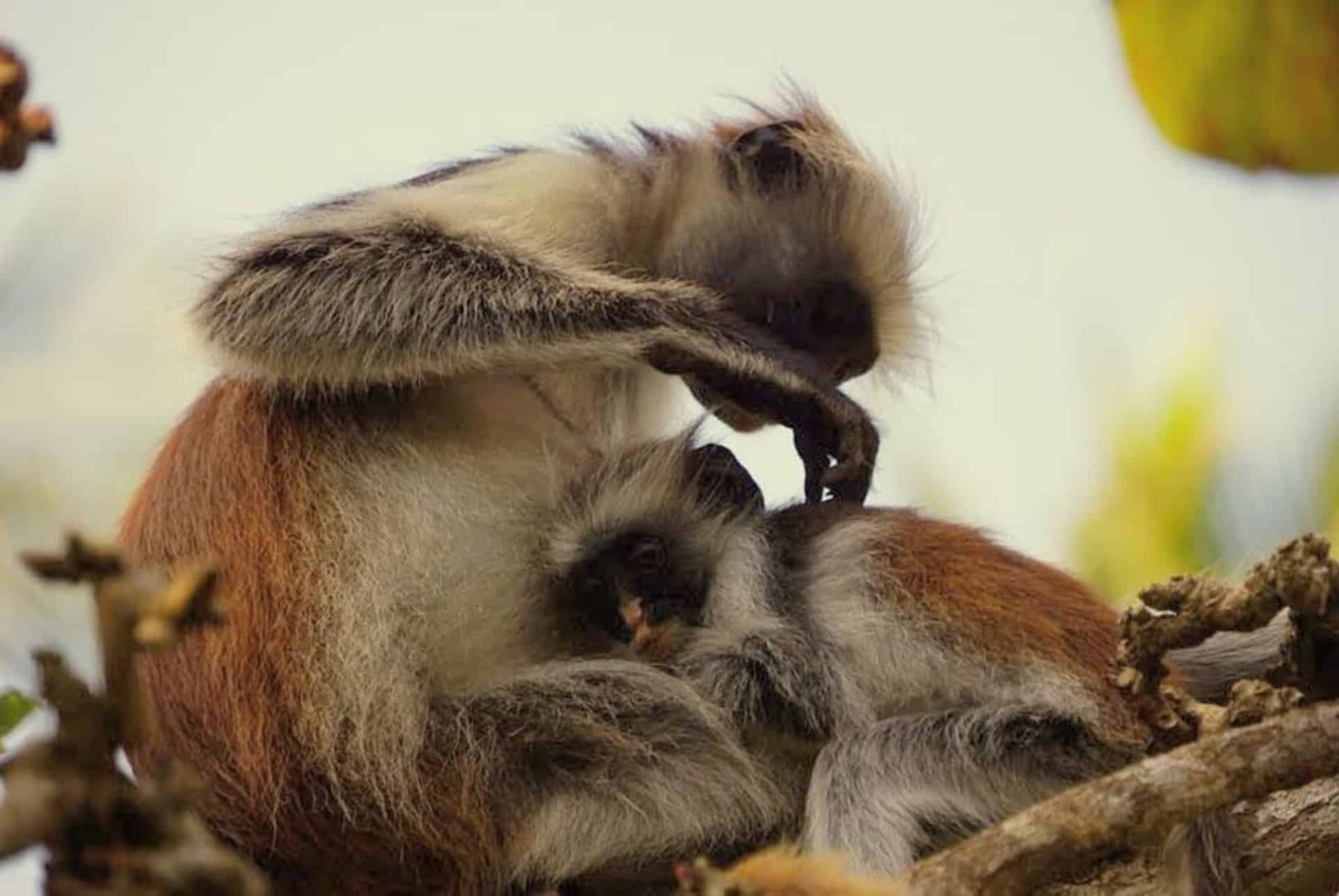 Visite du parc de Jozani