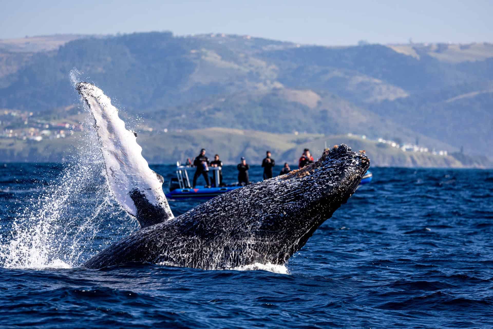 ballenas animales en sudafrica