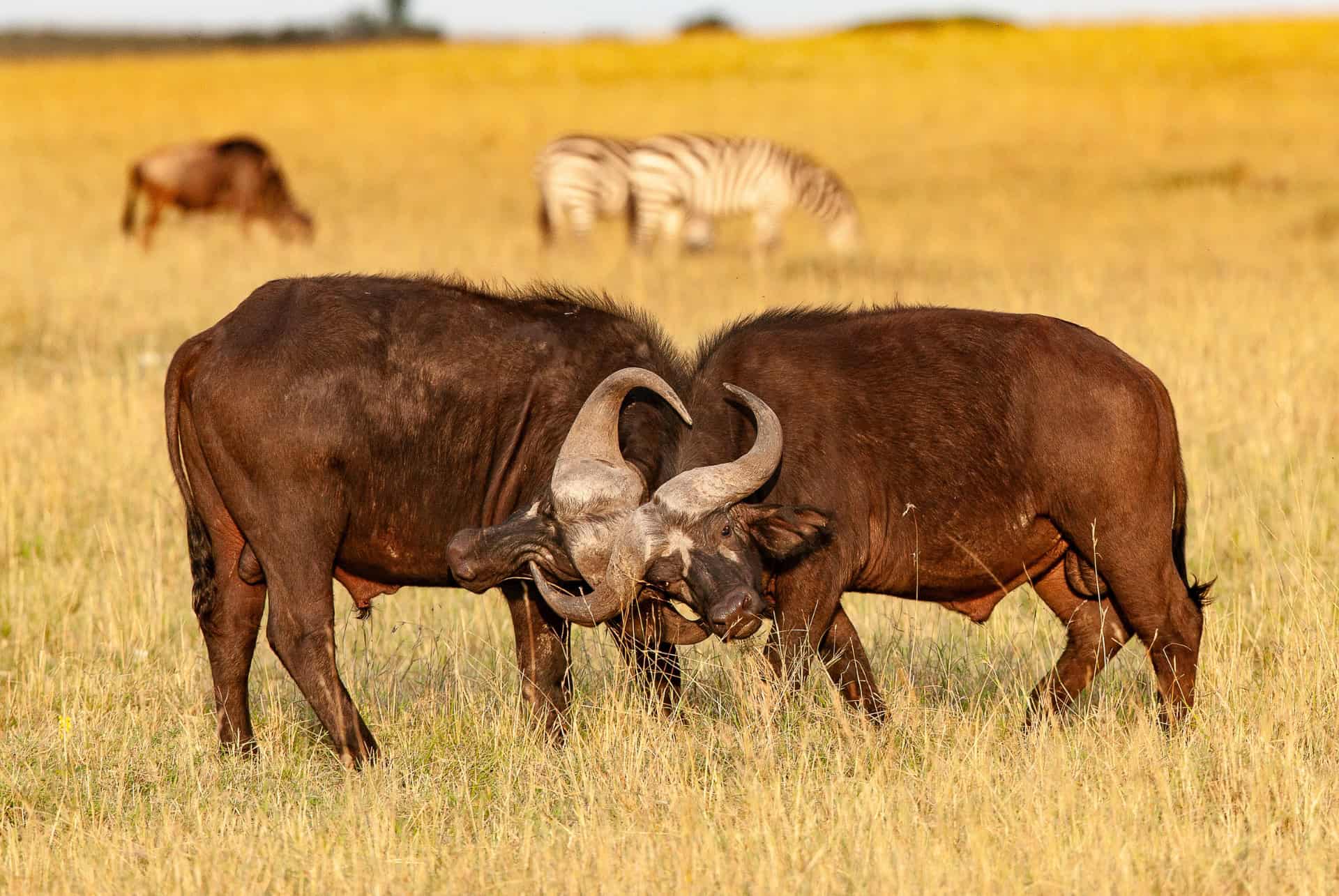 bufle afrique