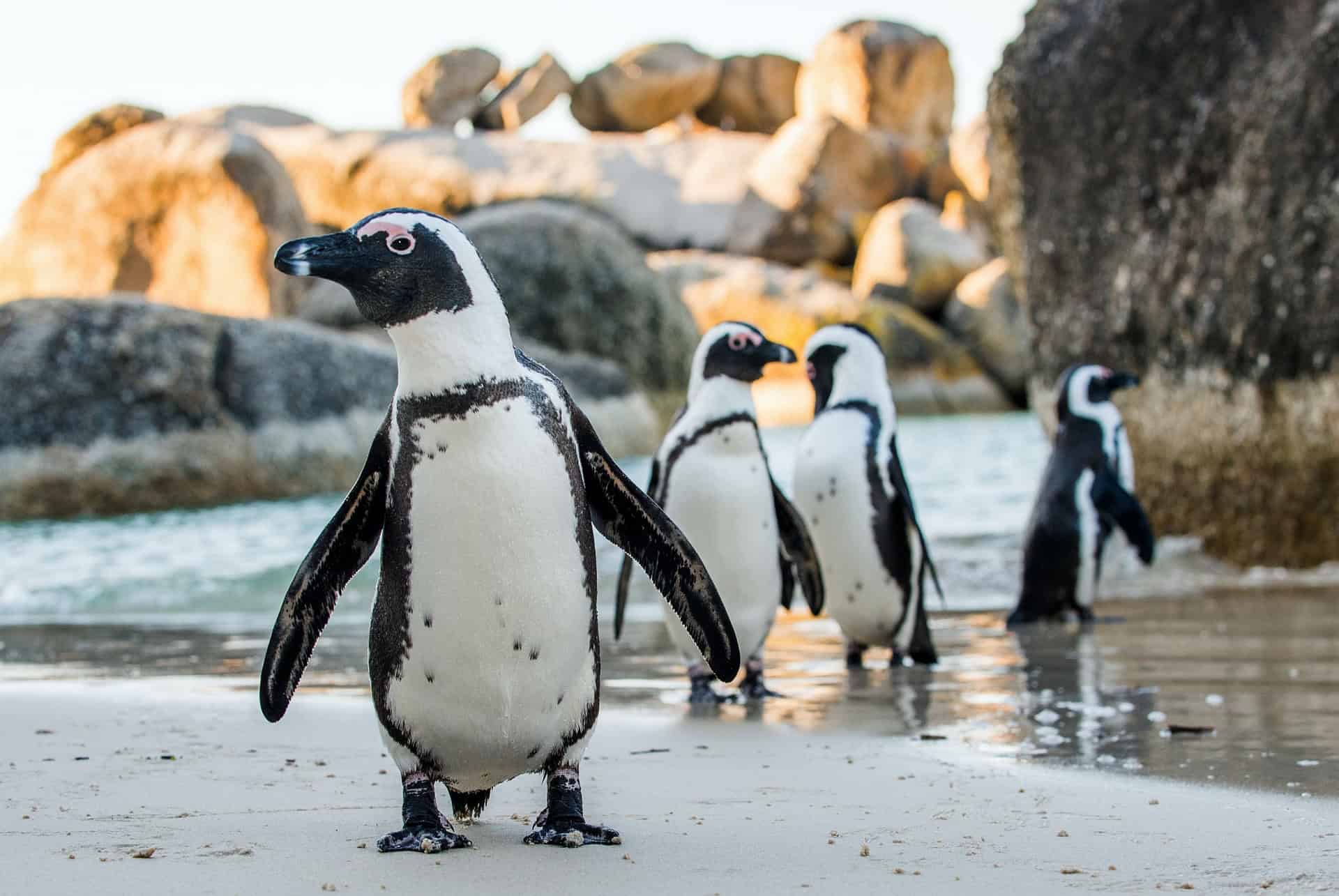 boulders beach pingouins
