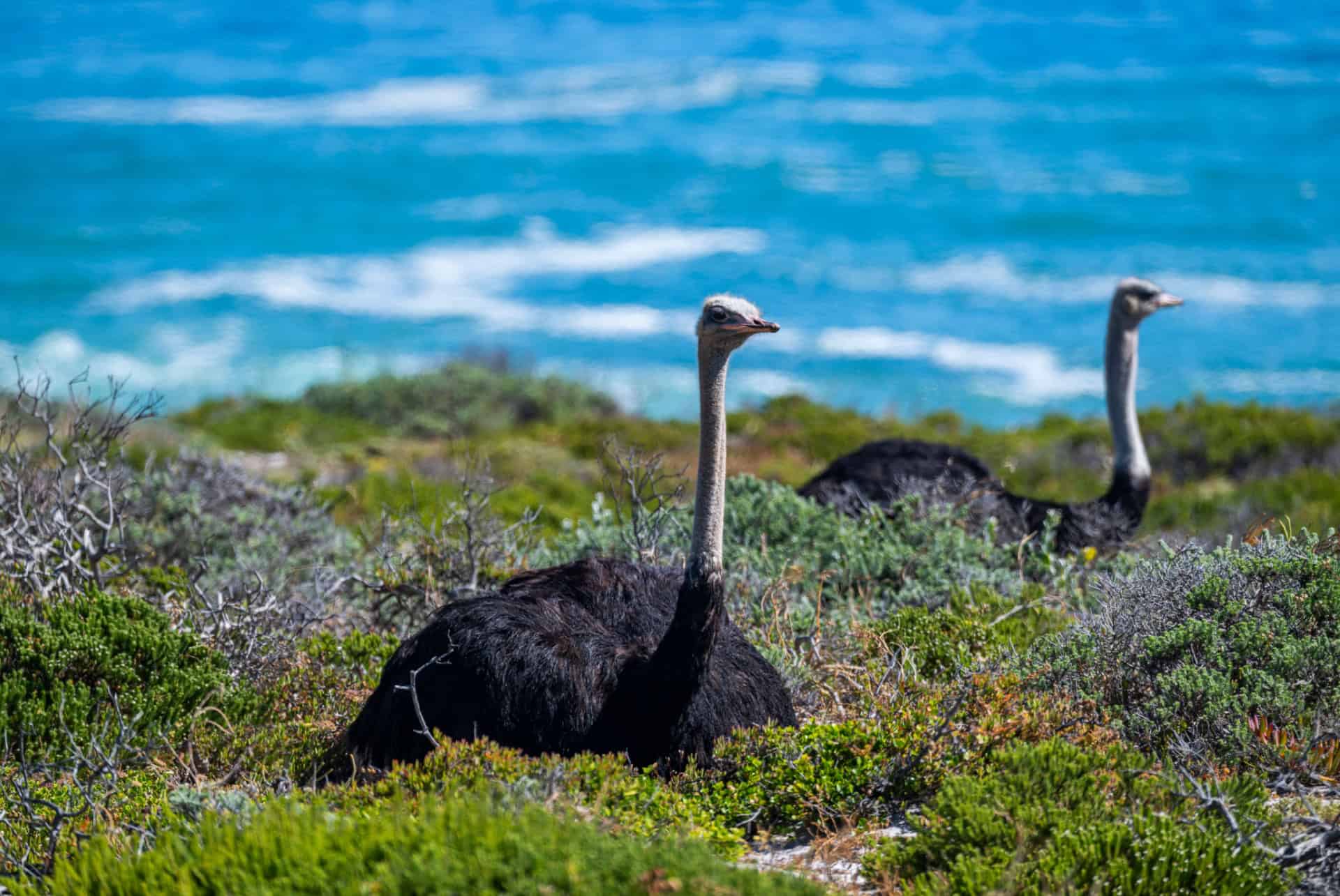 autruche cape point